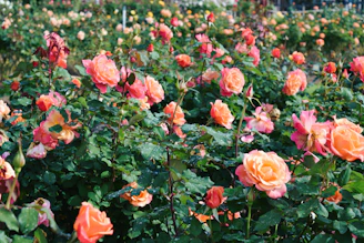 Sydney Hills District A field of coral roses blooms vibrantly.