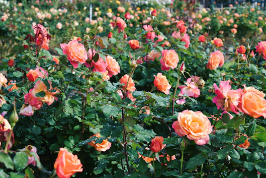 Sydney Hills District A field of coral roses blooms vibrantly.