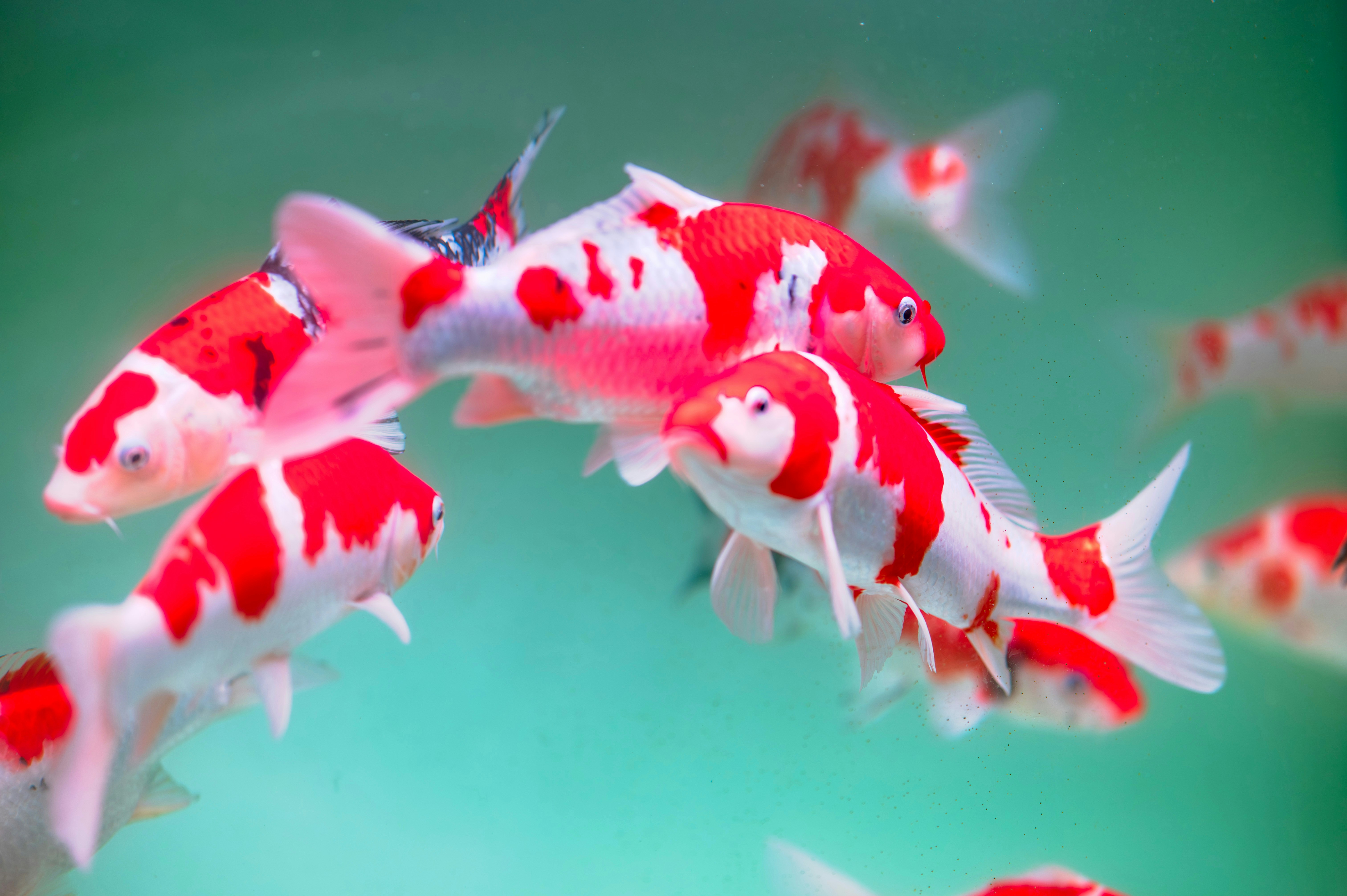 Ikan koi berenang dengan anggun di akuarium.