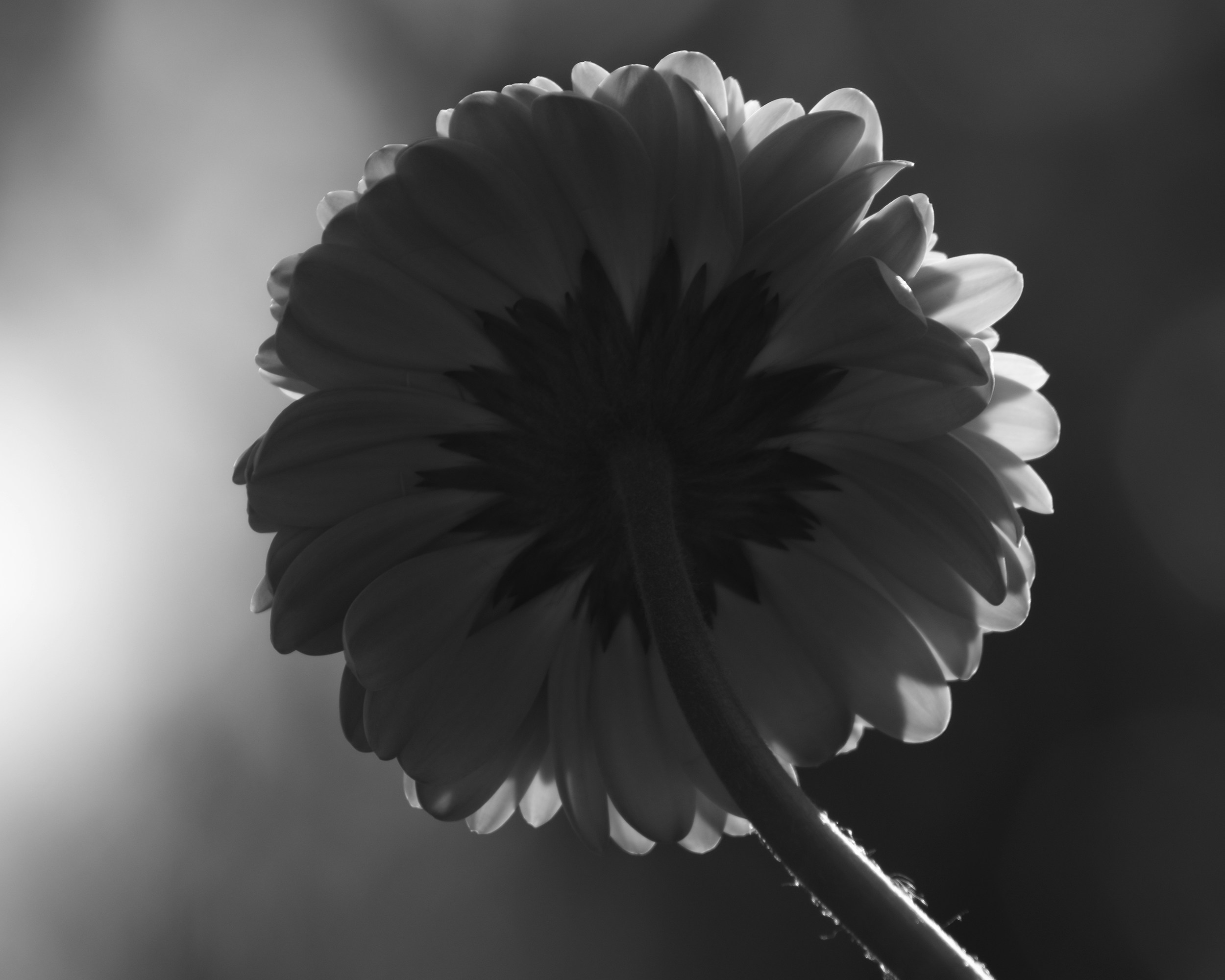 Photo by annaflowers24