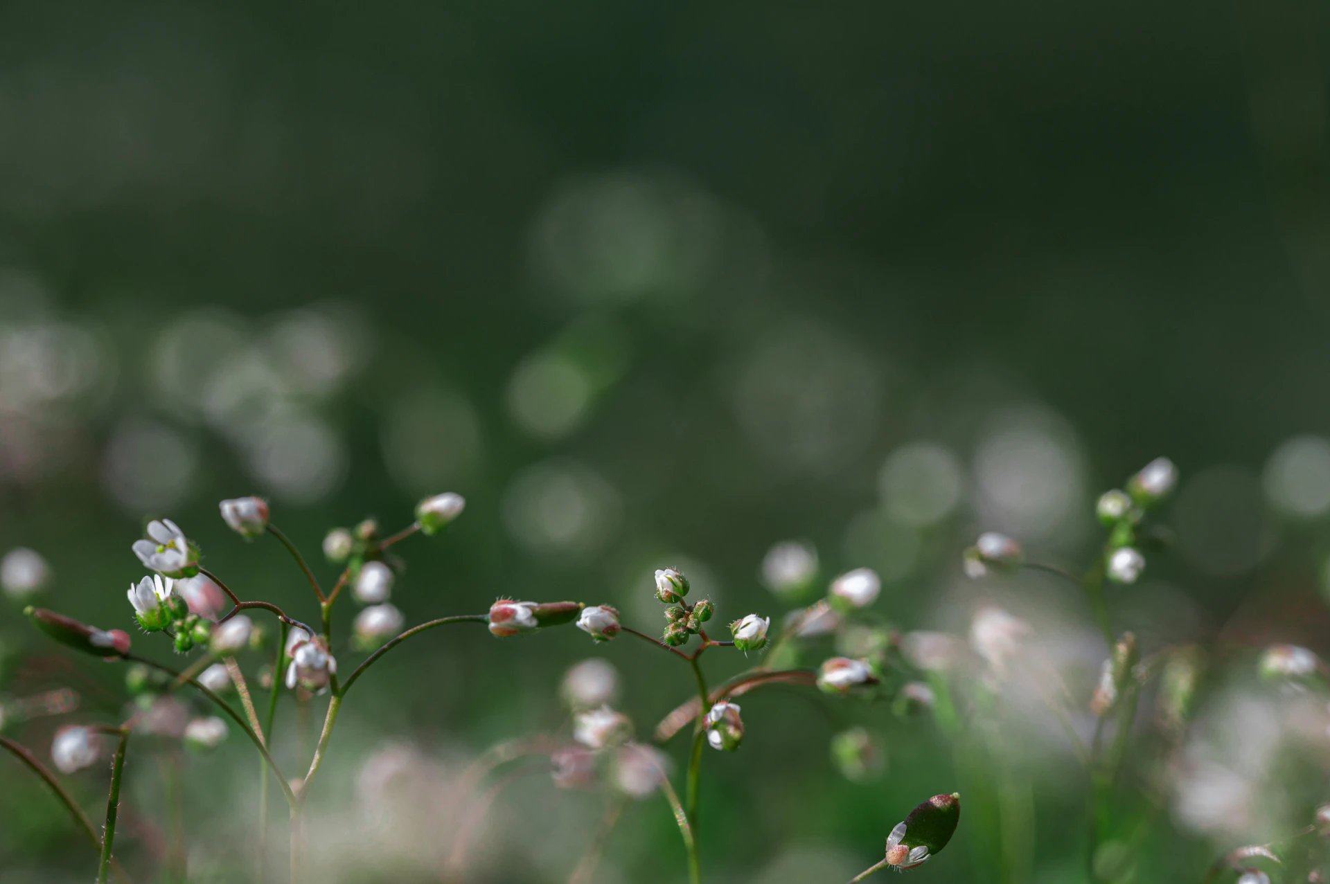 Tiny white flowers are in soft focus.