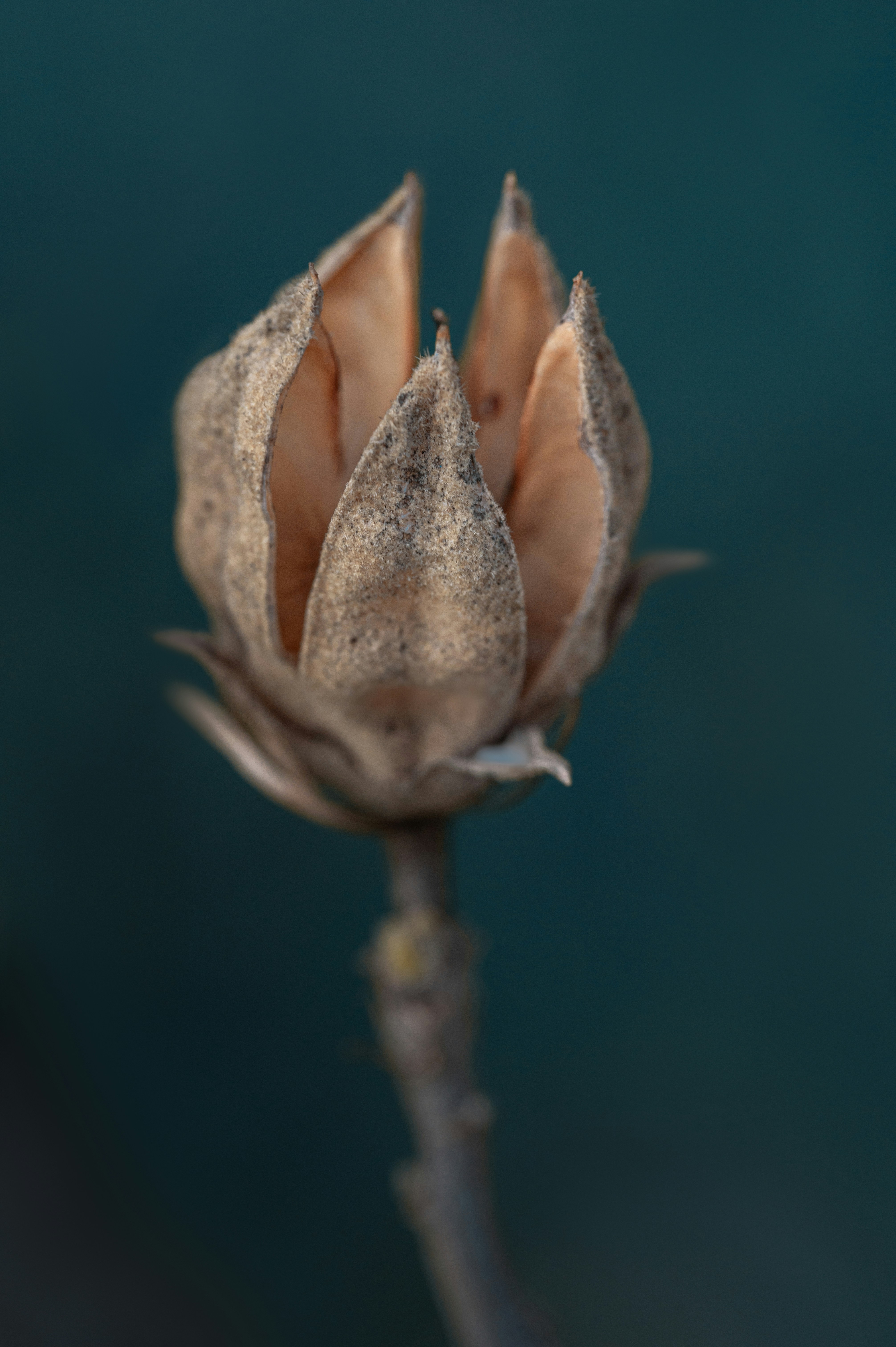 Photo by volodymyr_leush