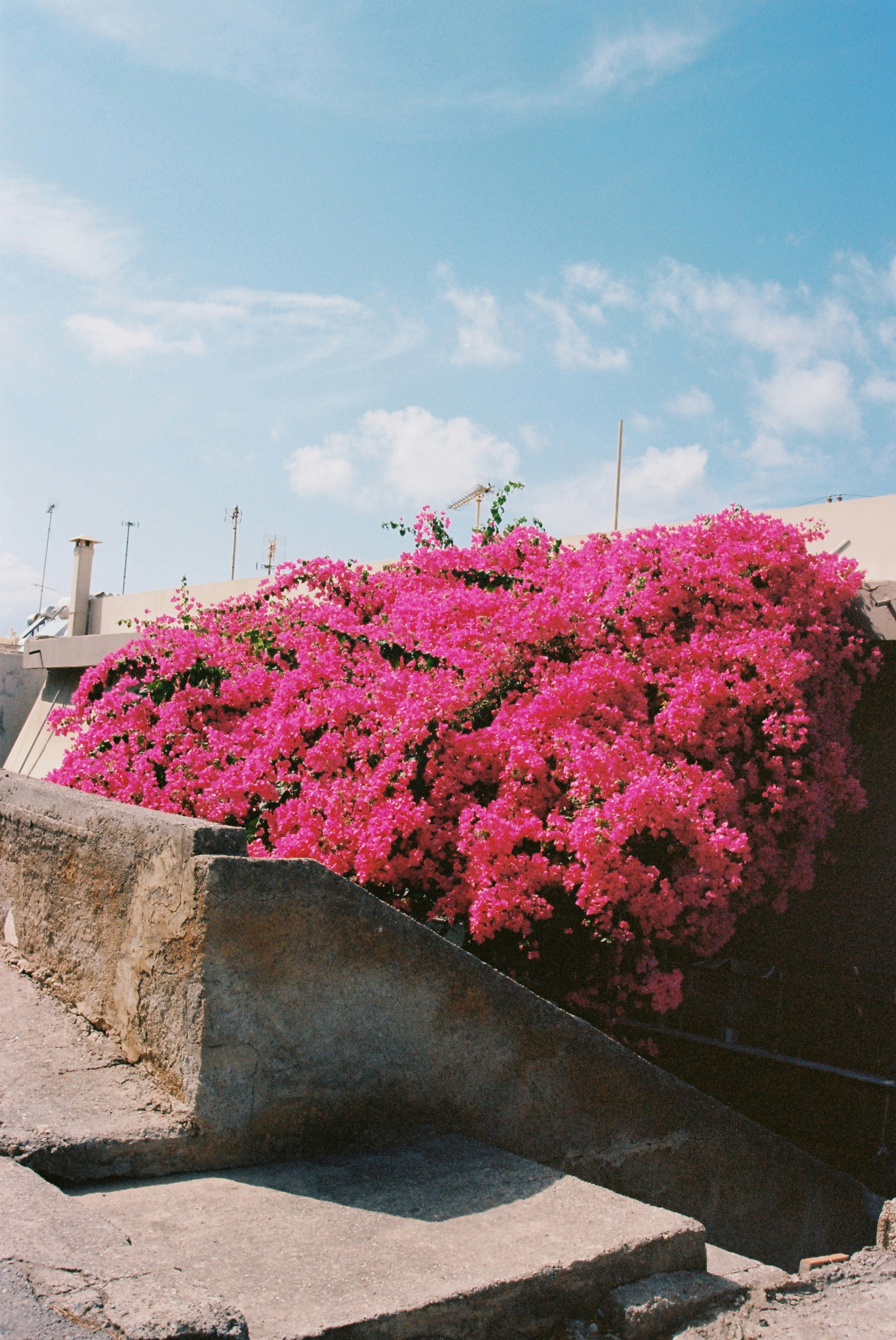 Bright pink flowers bloom under a blue sky.
