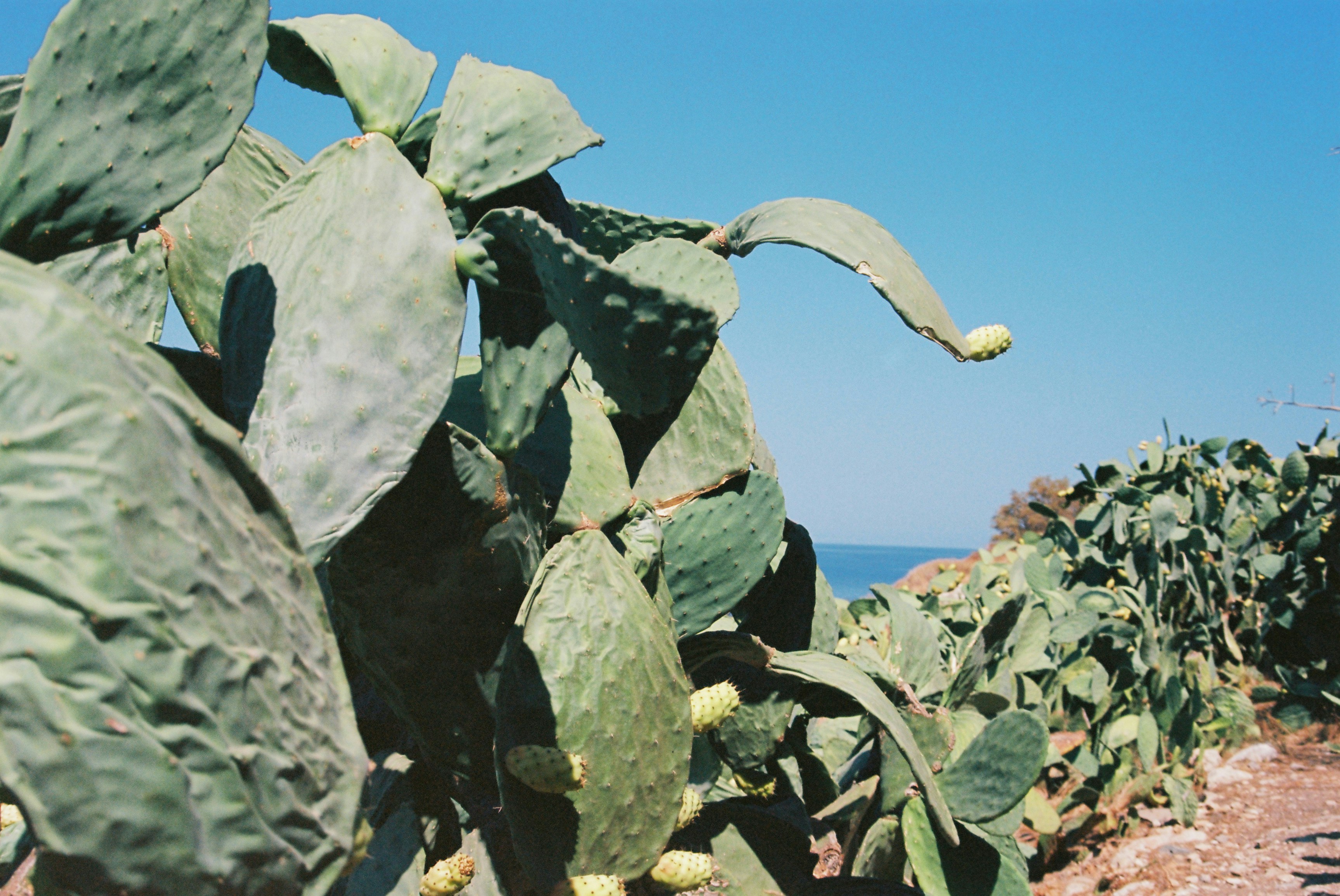 Cacti grow along the coast with the blue sea.