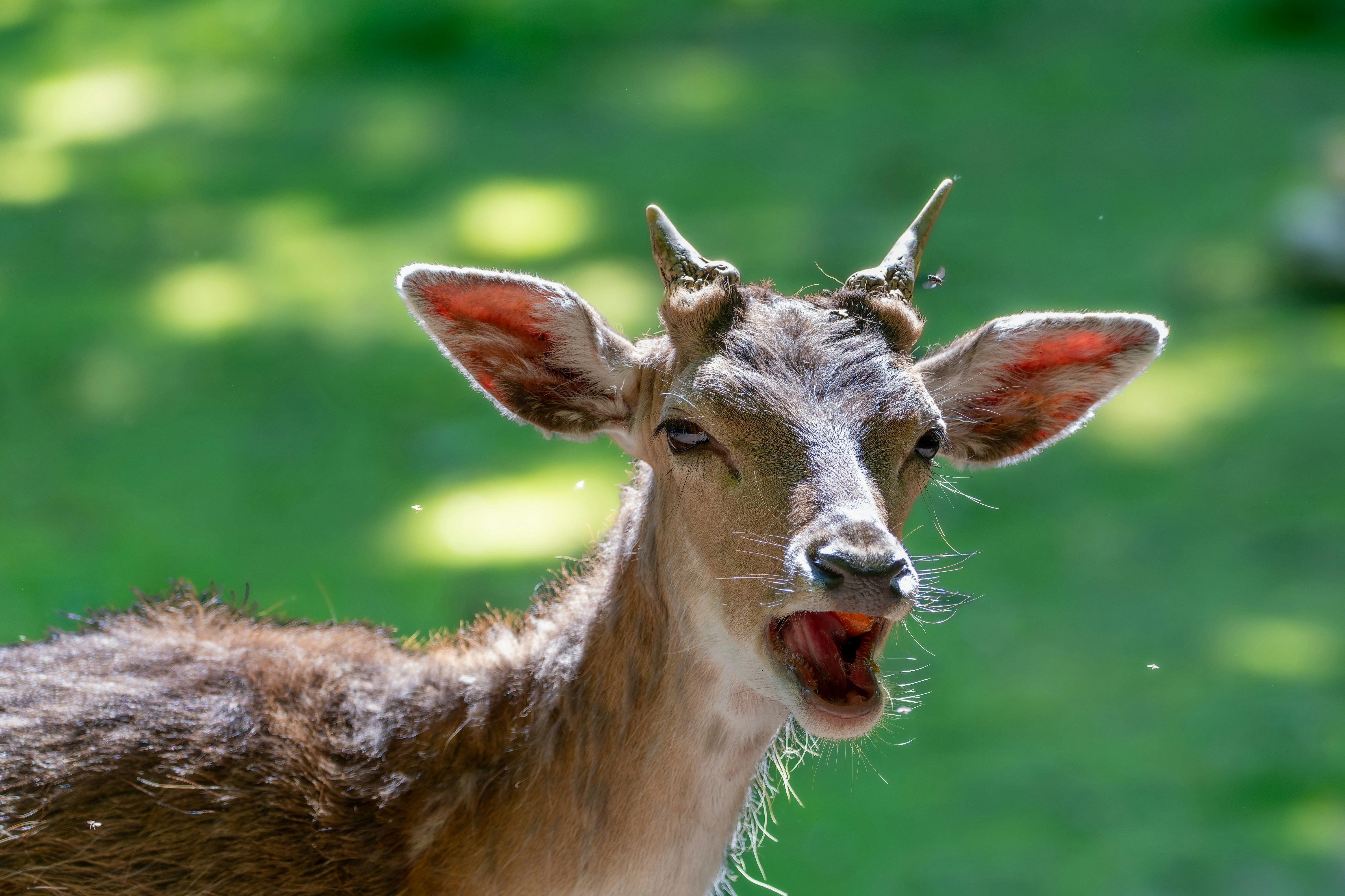 Photo by siegfriedpoepperl