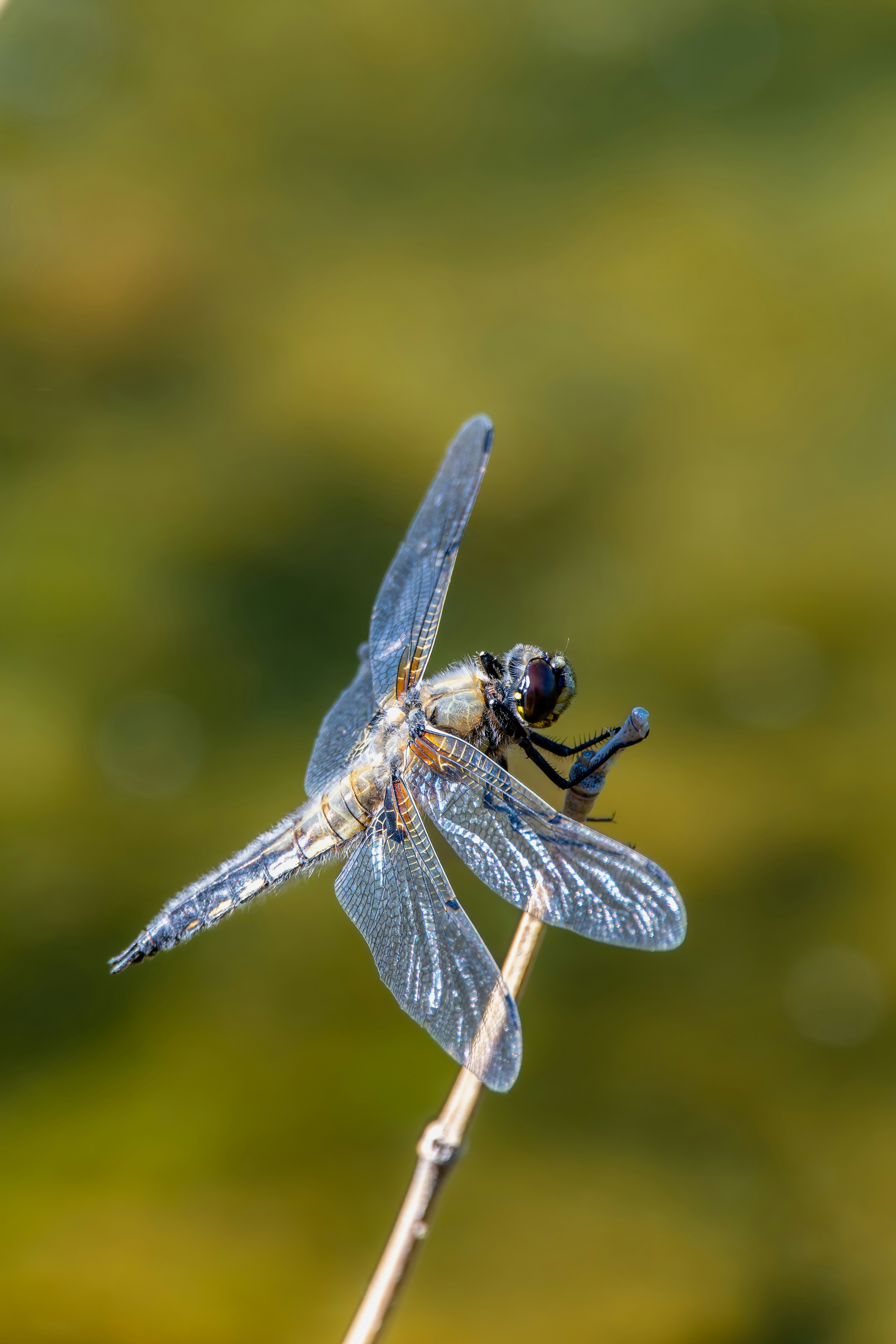 Photo by siegfriedpoepperl