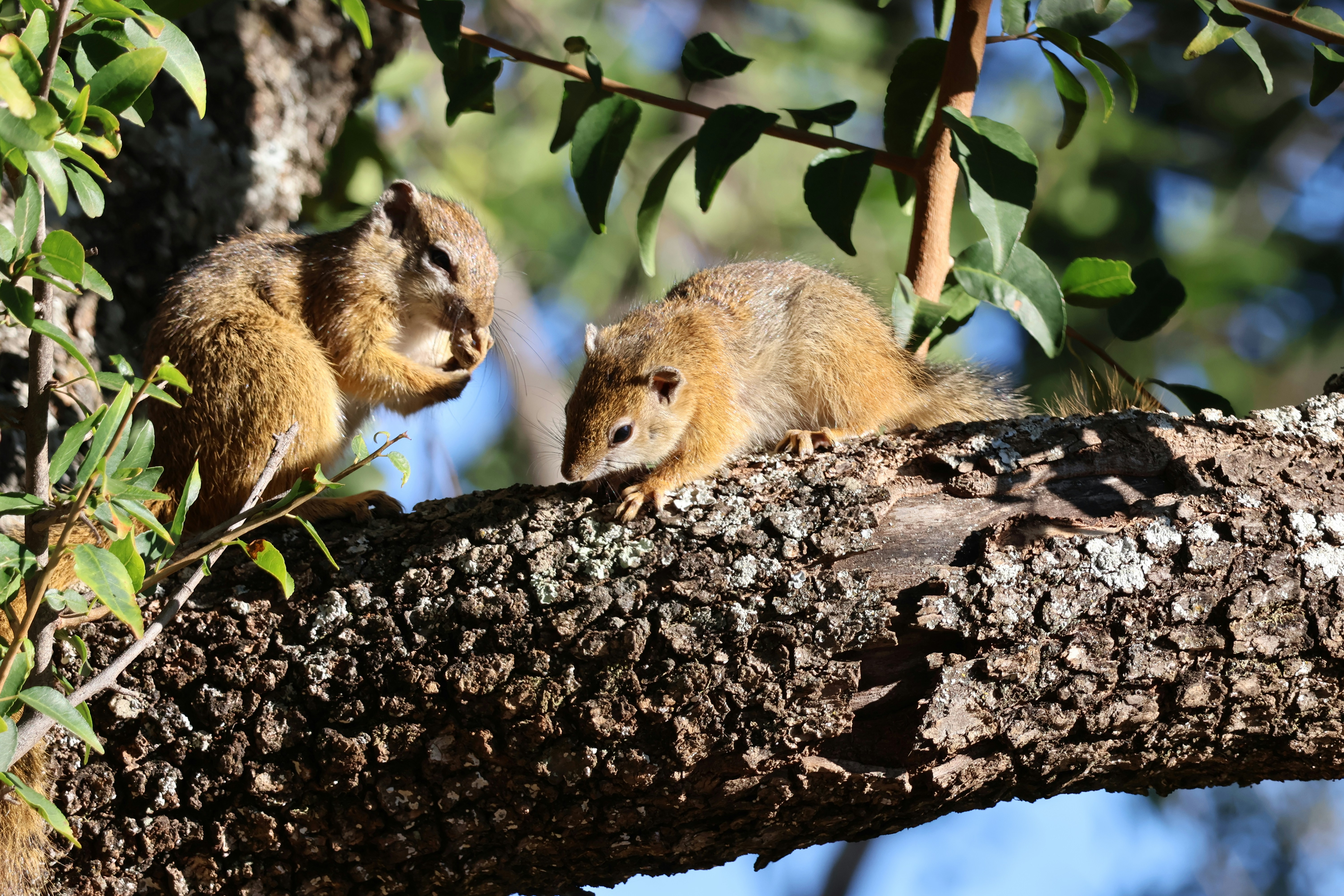 Squirrel House