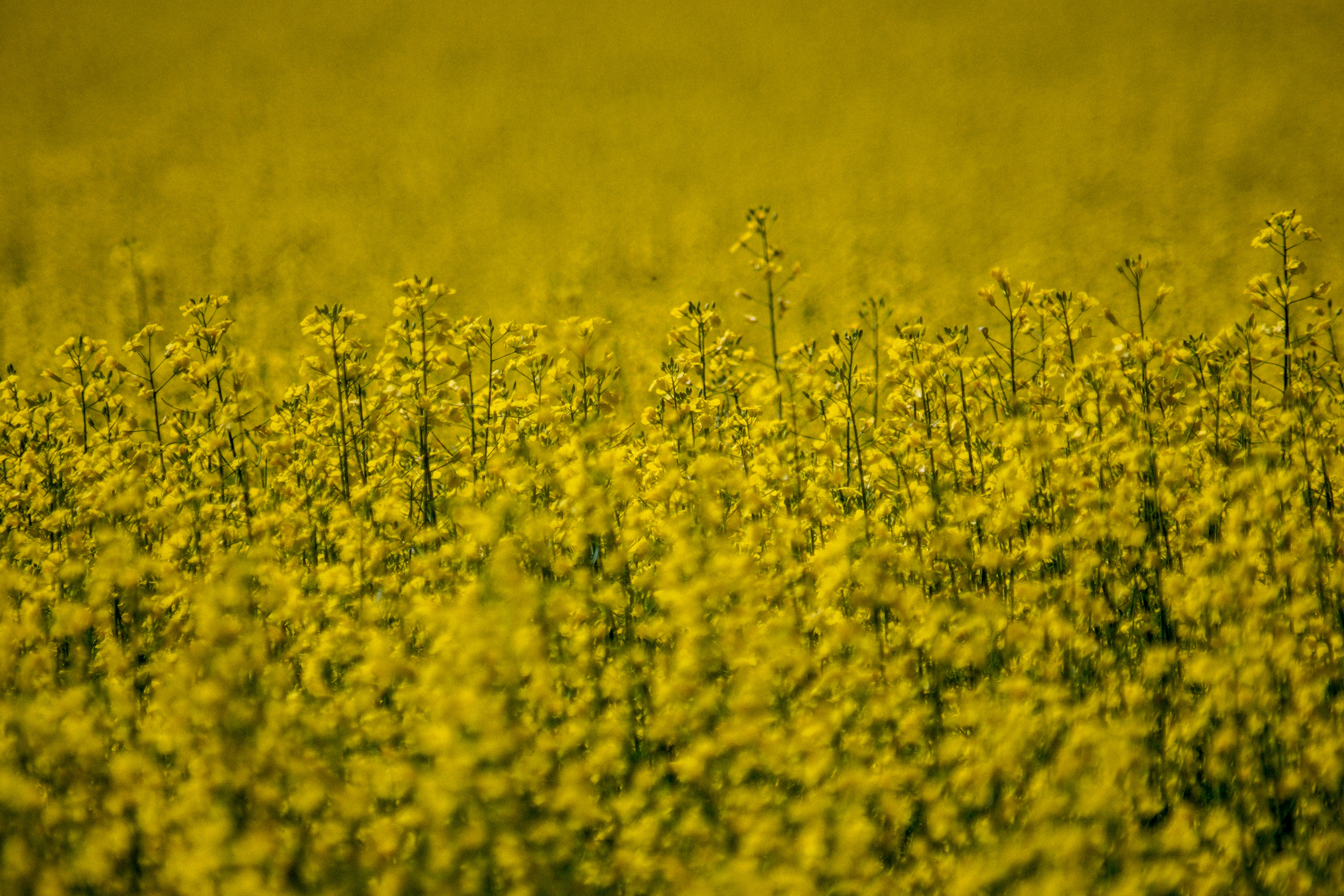 Photo by oliviarosth