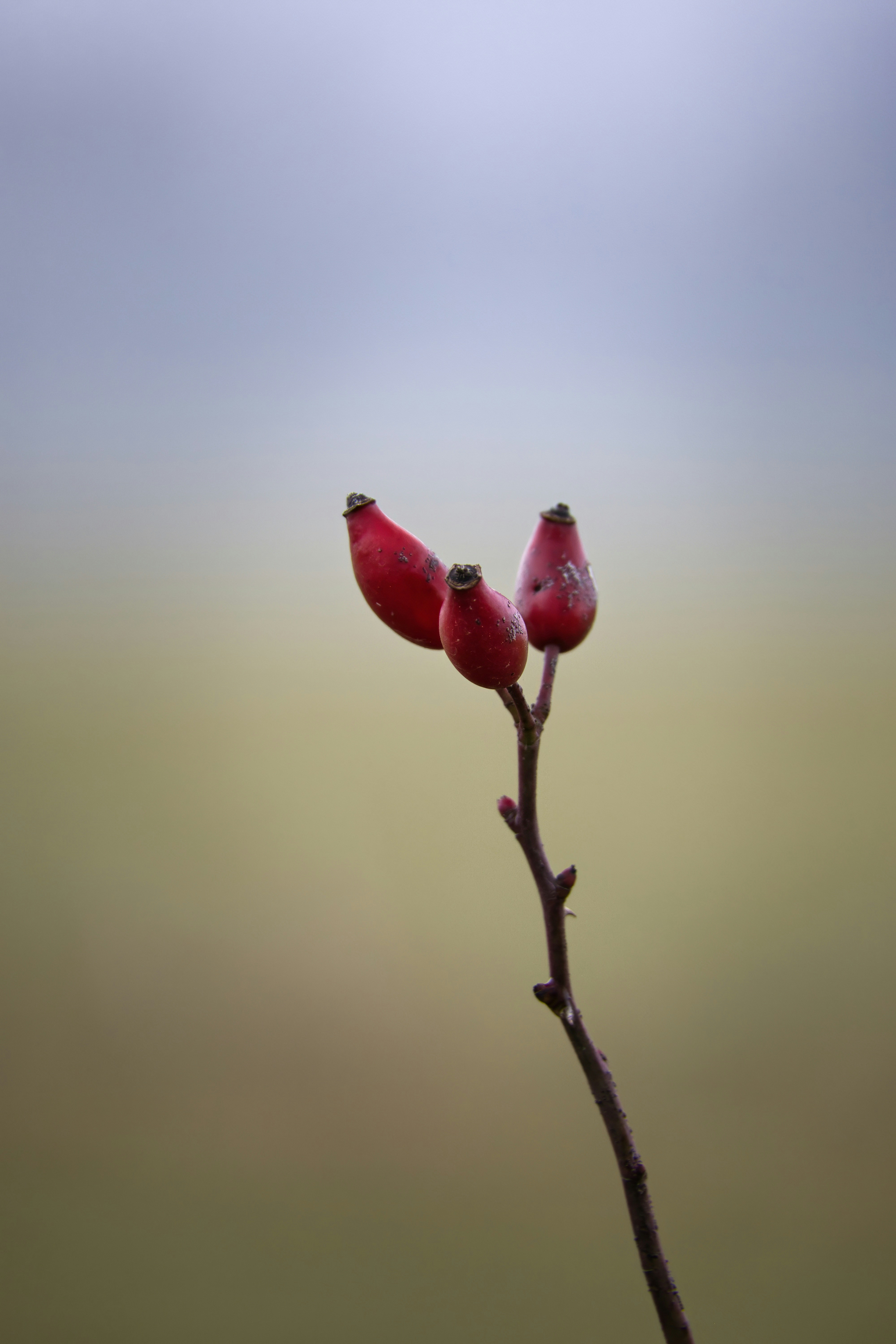 Red rose hips grow on a delicate branch.
