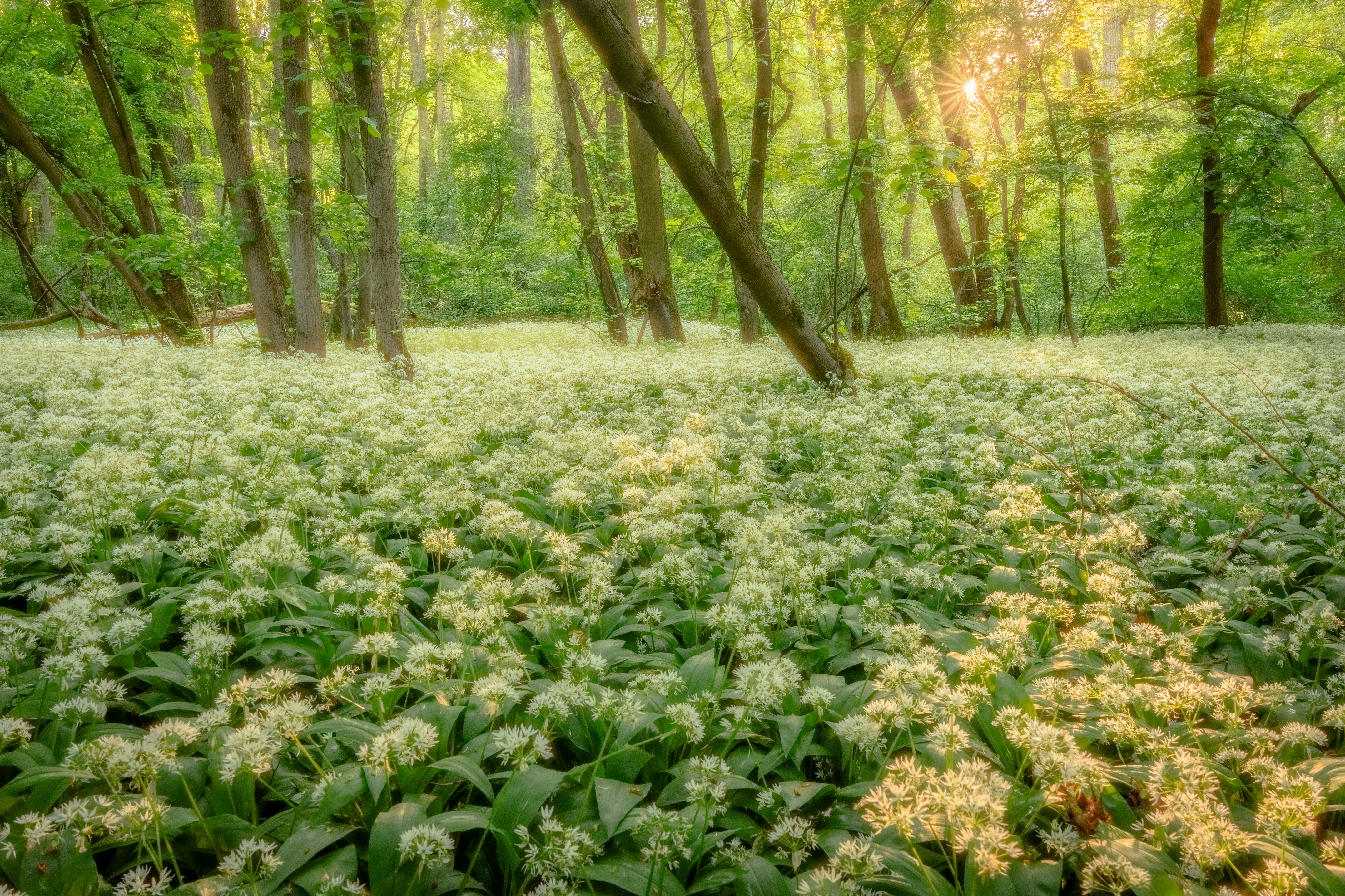 A field of white flowers in a sunlit forest.