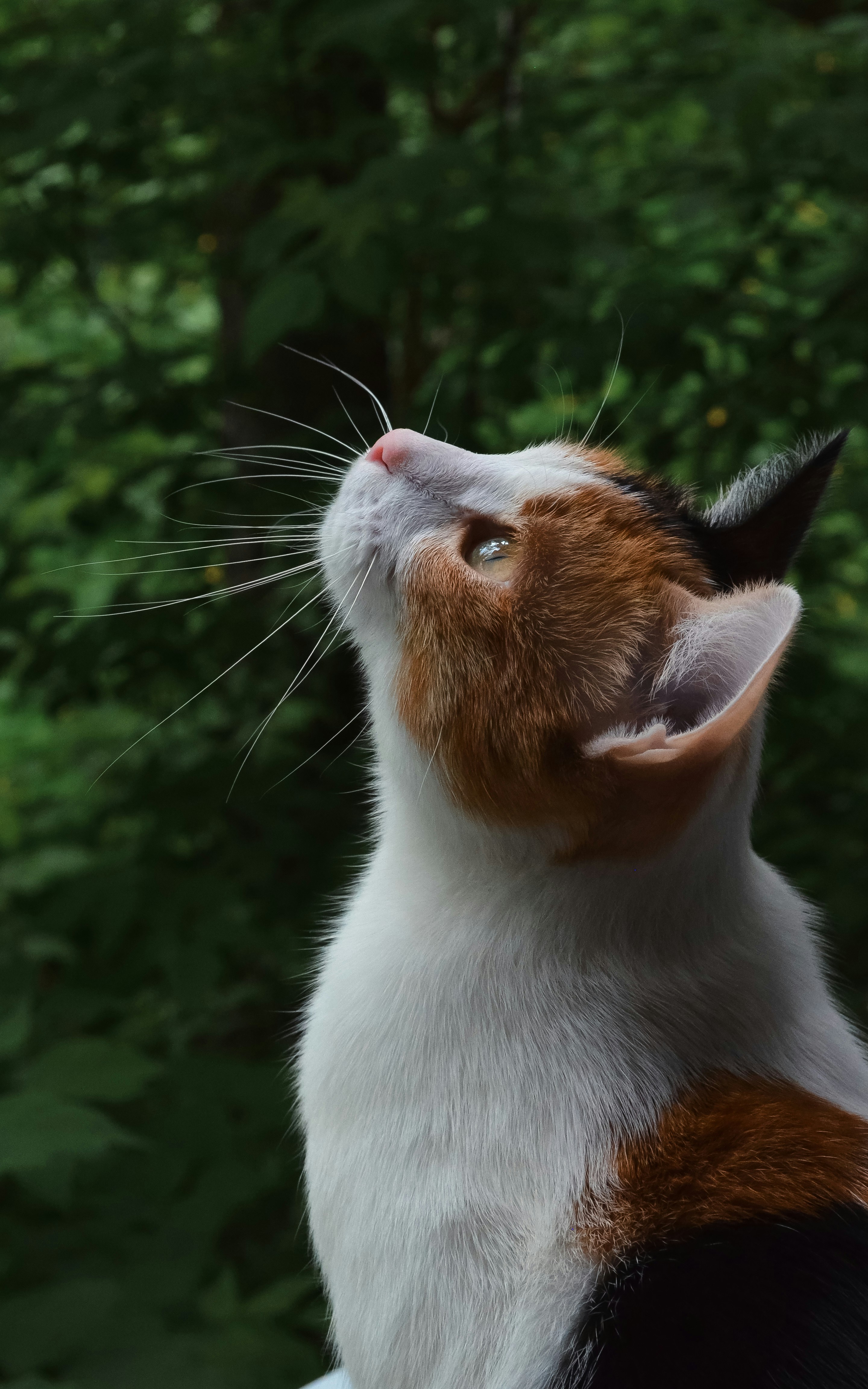 A cat looks up, curious and intrigued. photo – Free Cat Image on Unsplash