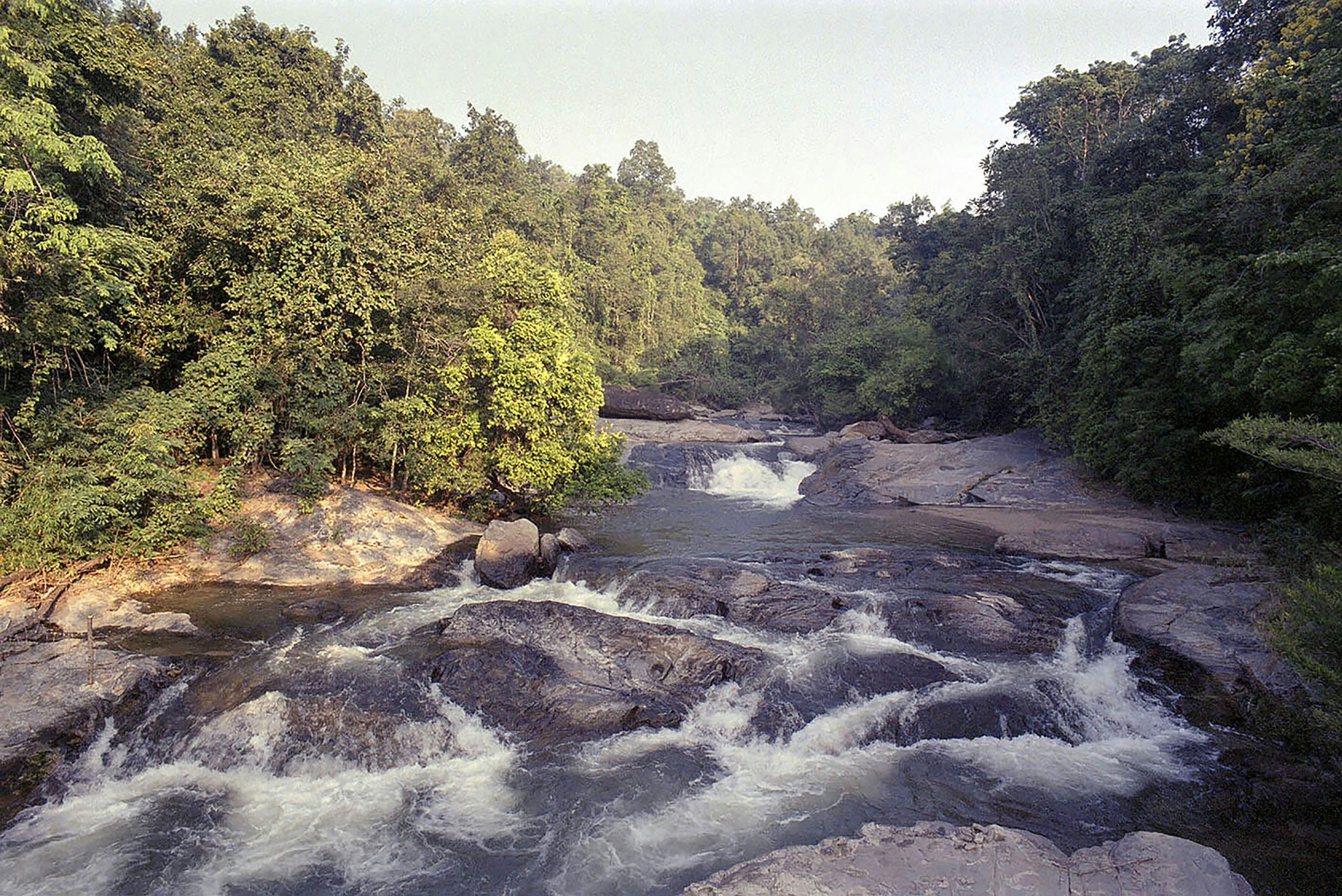 A river flows through a lush, green forest.