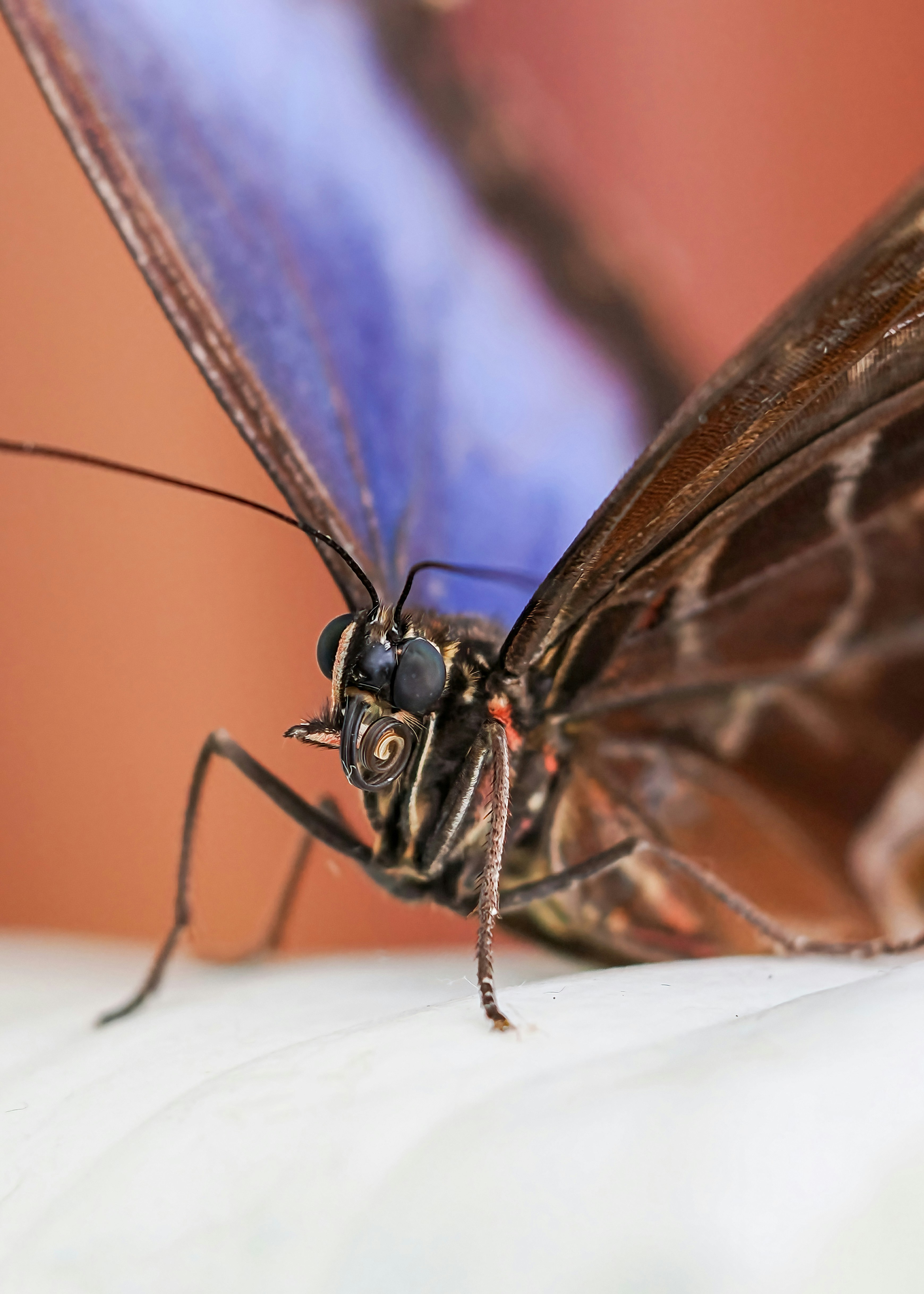 A close-up of a beautiful blue morpho butterfly.
