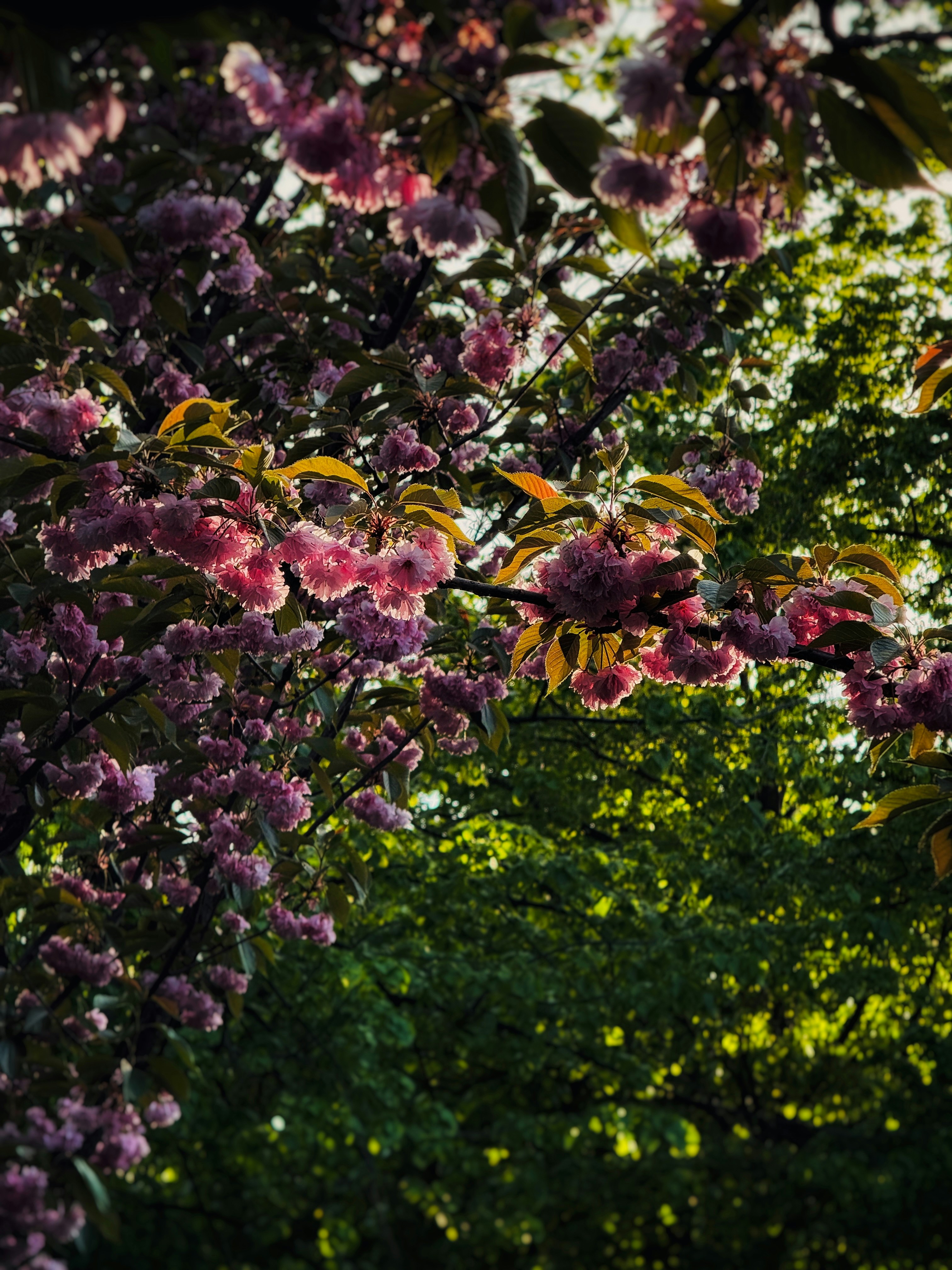 Pink blossoms bloom against a backdrop of green.