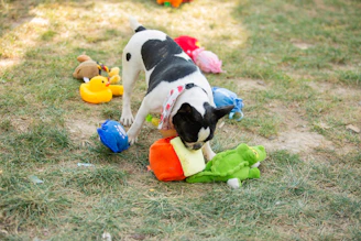 A puppy plays with colorful toys.
