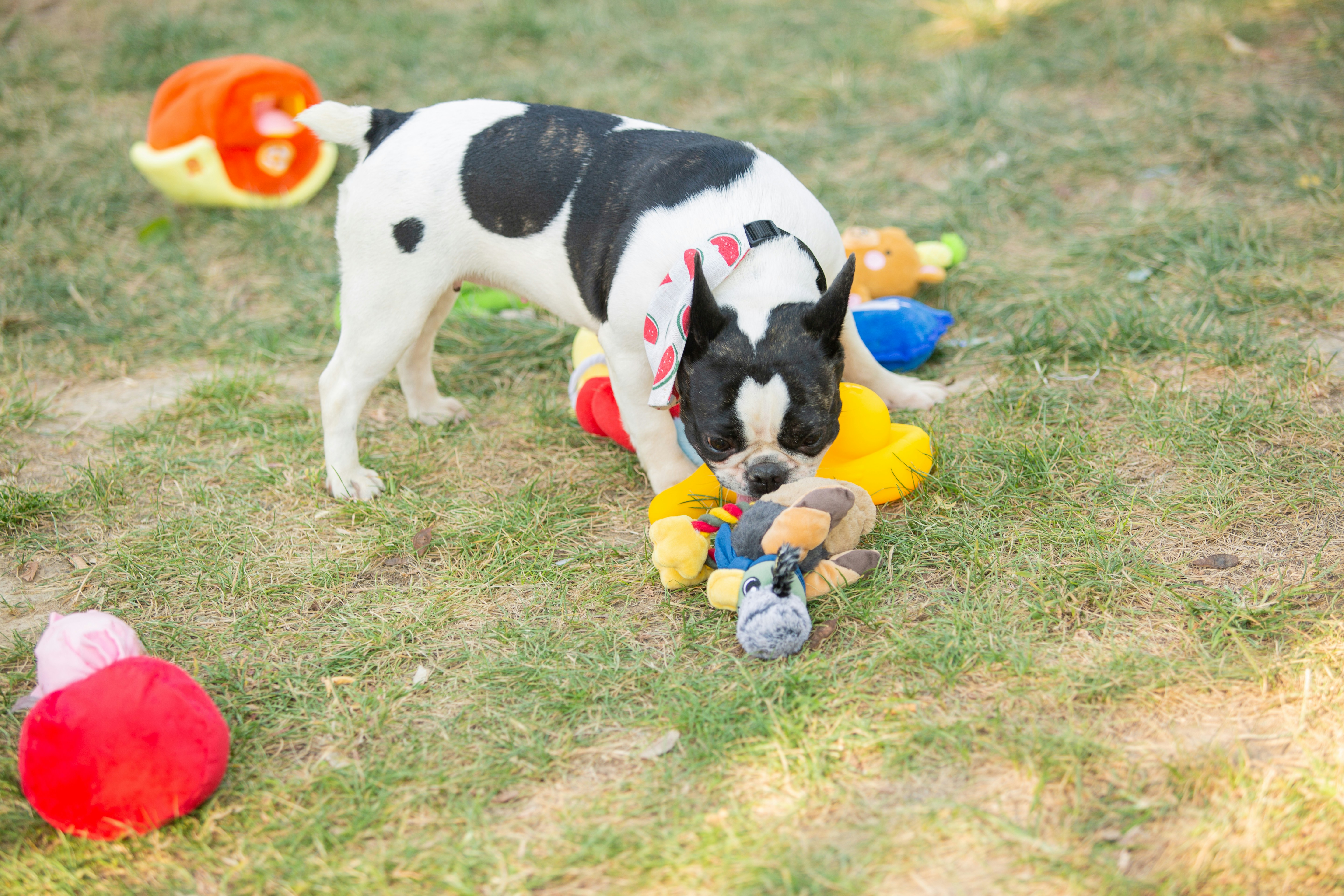 Crafting supplies for DIY pet toys including scissors, fabric, and rope