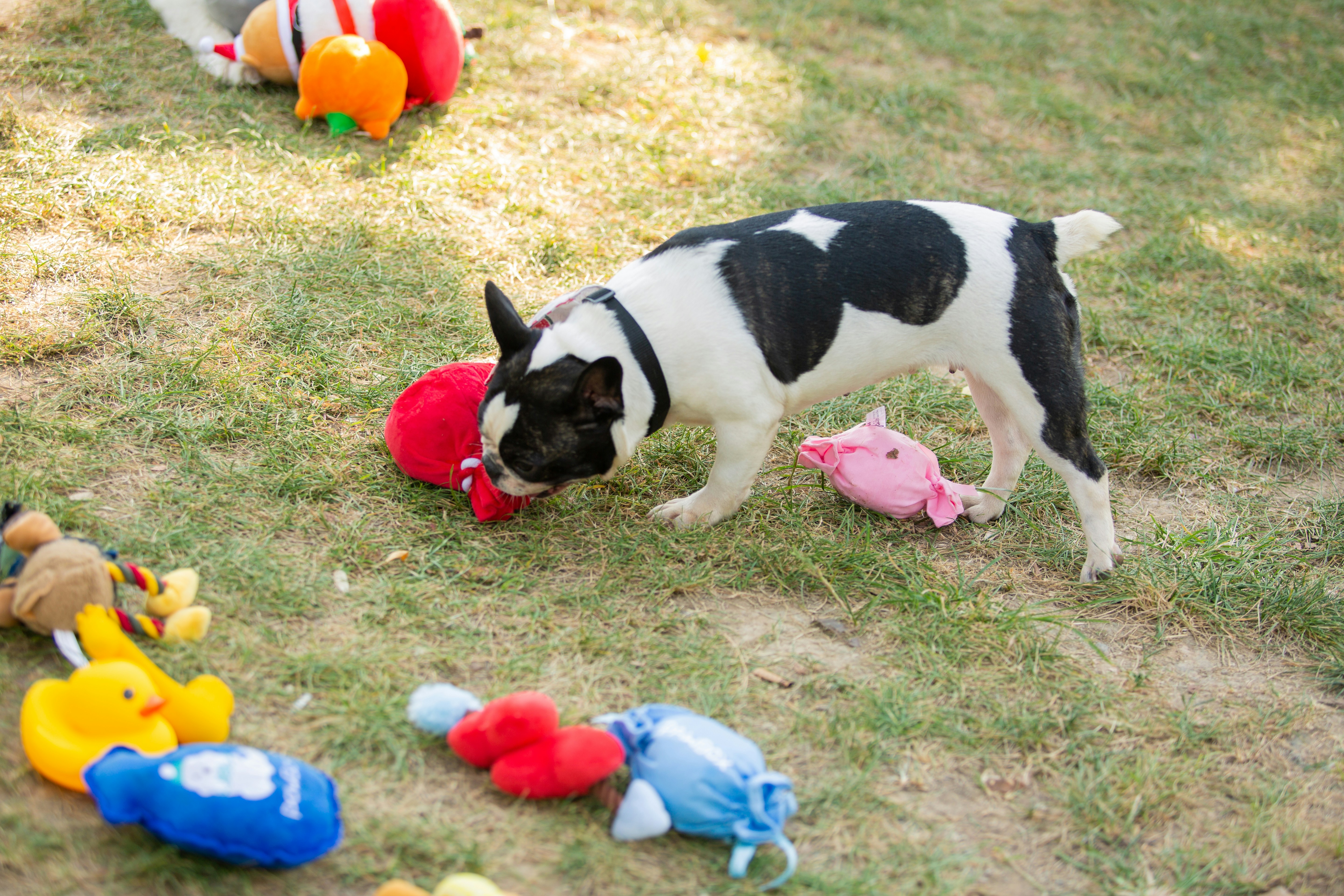 Best Dog Toys for Aggressive Chewers: 2026 USA Guide