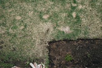 A lawn in the Plovdiv region showing brown patches and a newly dug section before professional lawn 