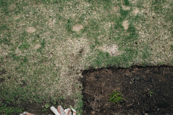A lawn in the Plovdiv region showing brown patches and a newly dug section before professional lawn 