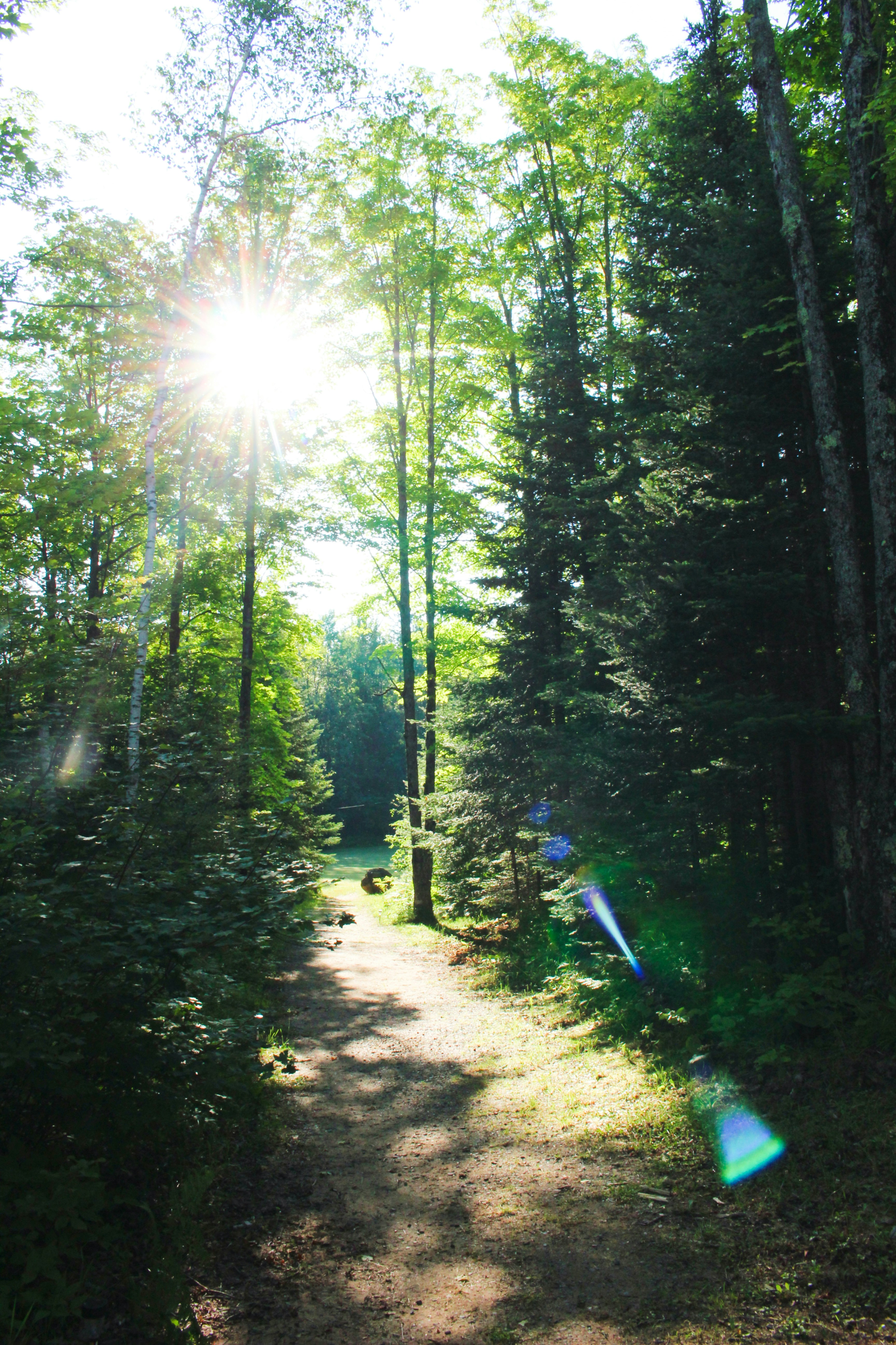 A sunlight path leads into a lush forest.