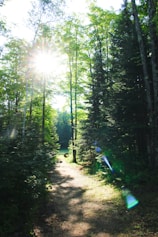 A sunlight path leads into a lush forest.