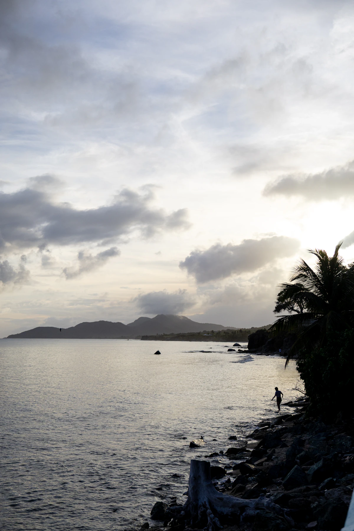 Palm trees on a Vieques beach
