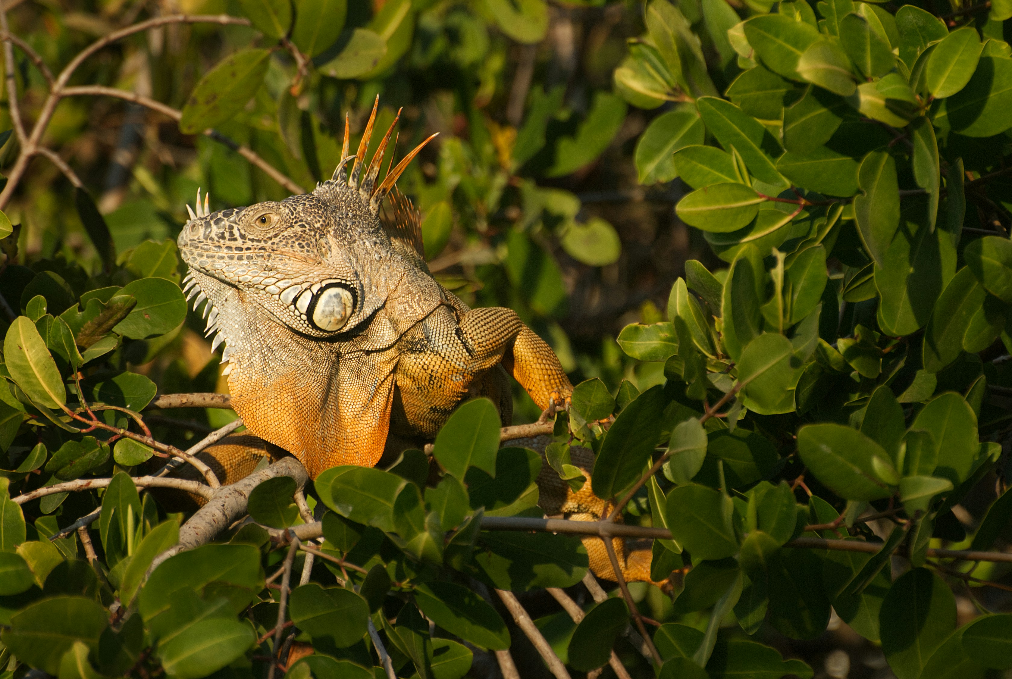 An iguana is camouflaged in a bush.