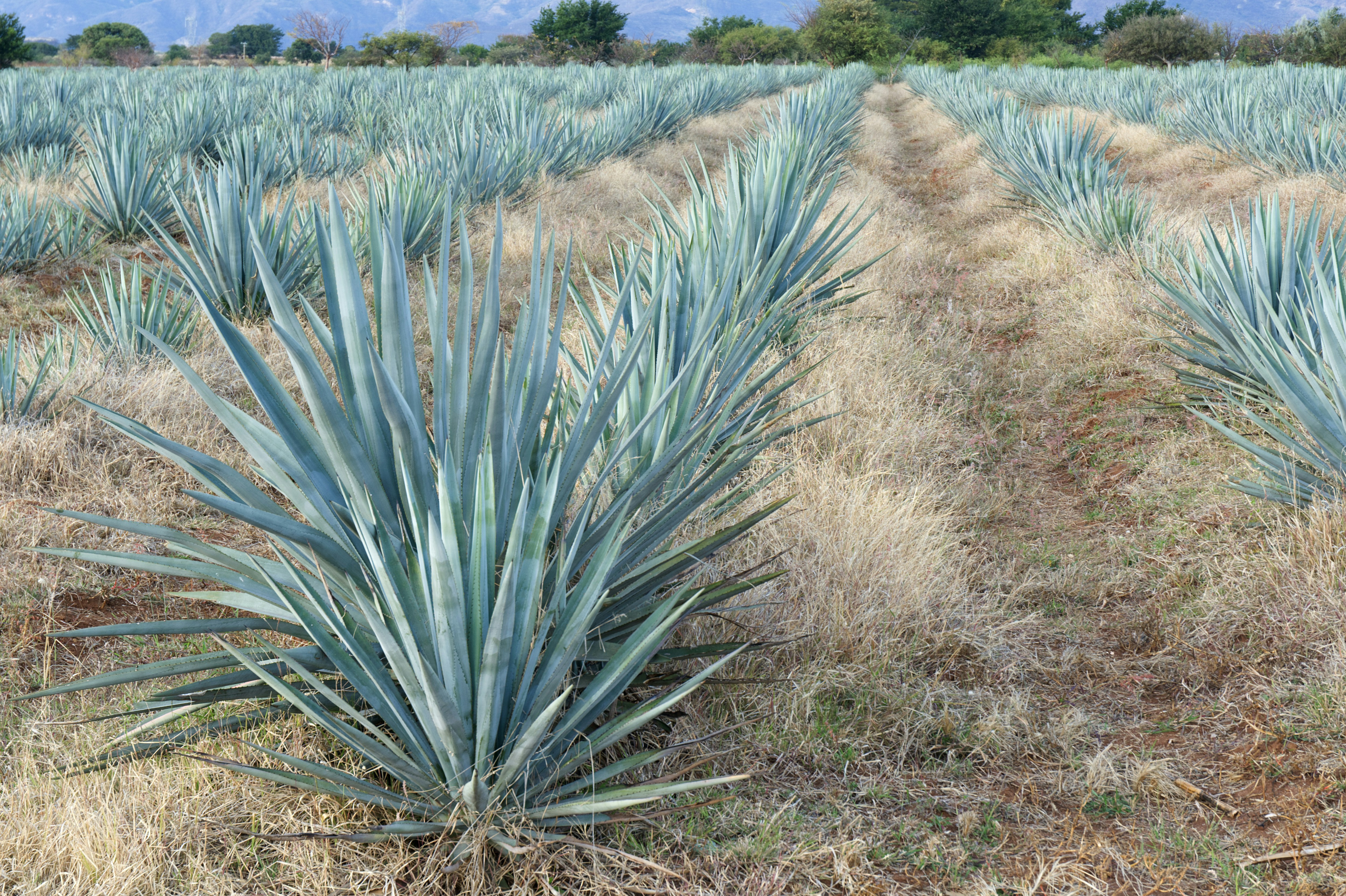 Agave plants in a field are beautifully organized.