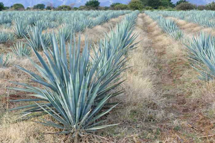 Blue agave fields
