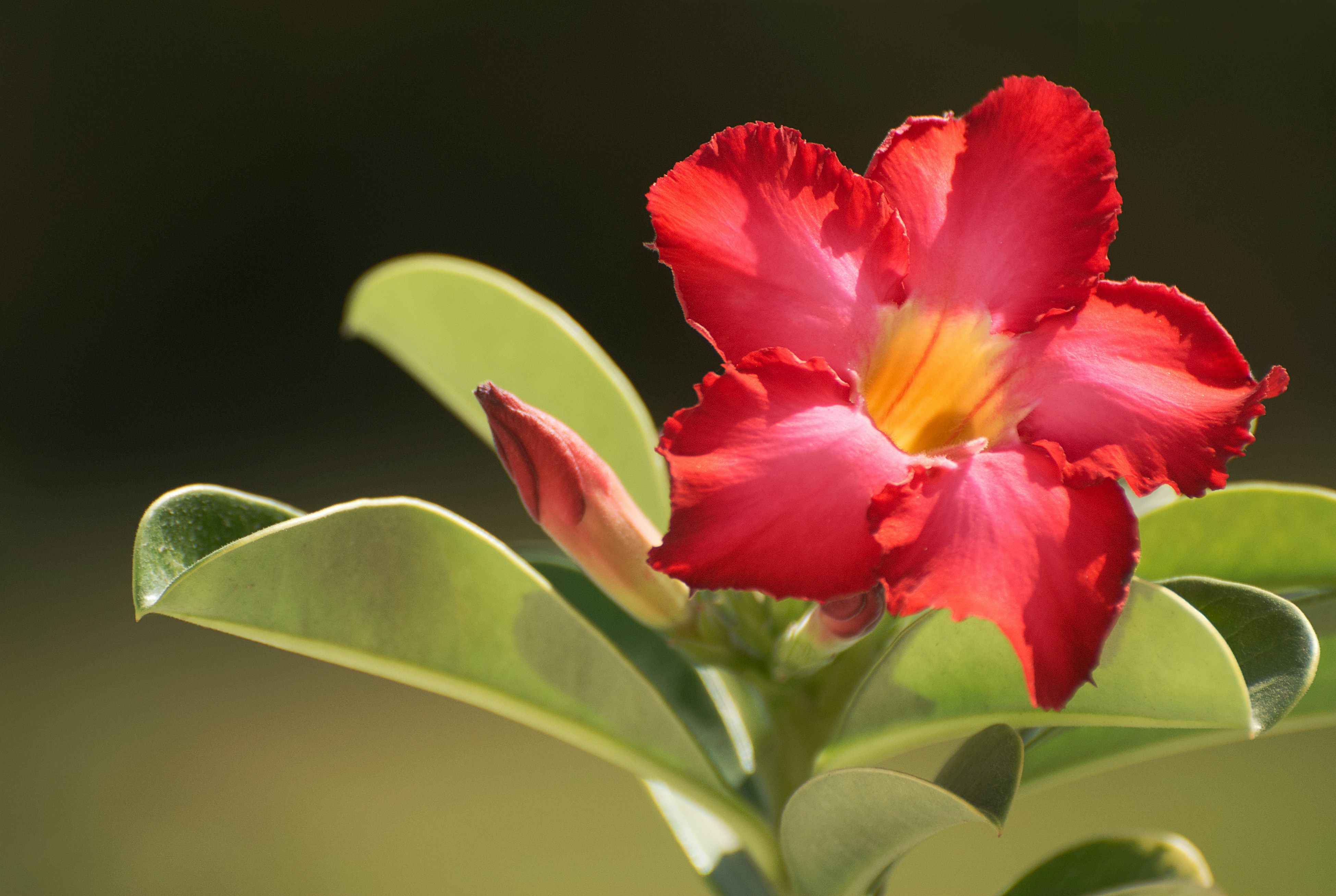 Desert Blossom Wives Club's image