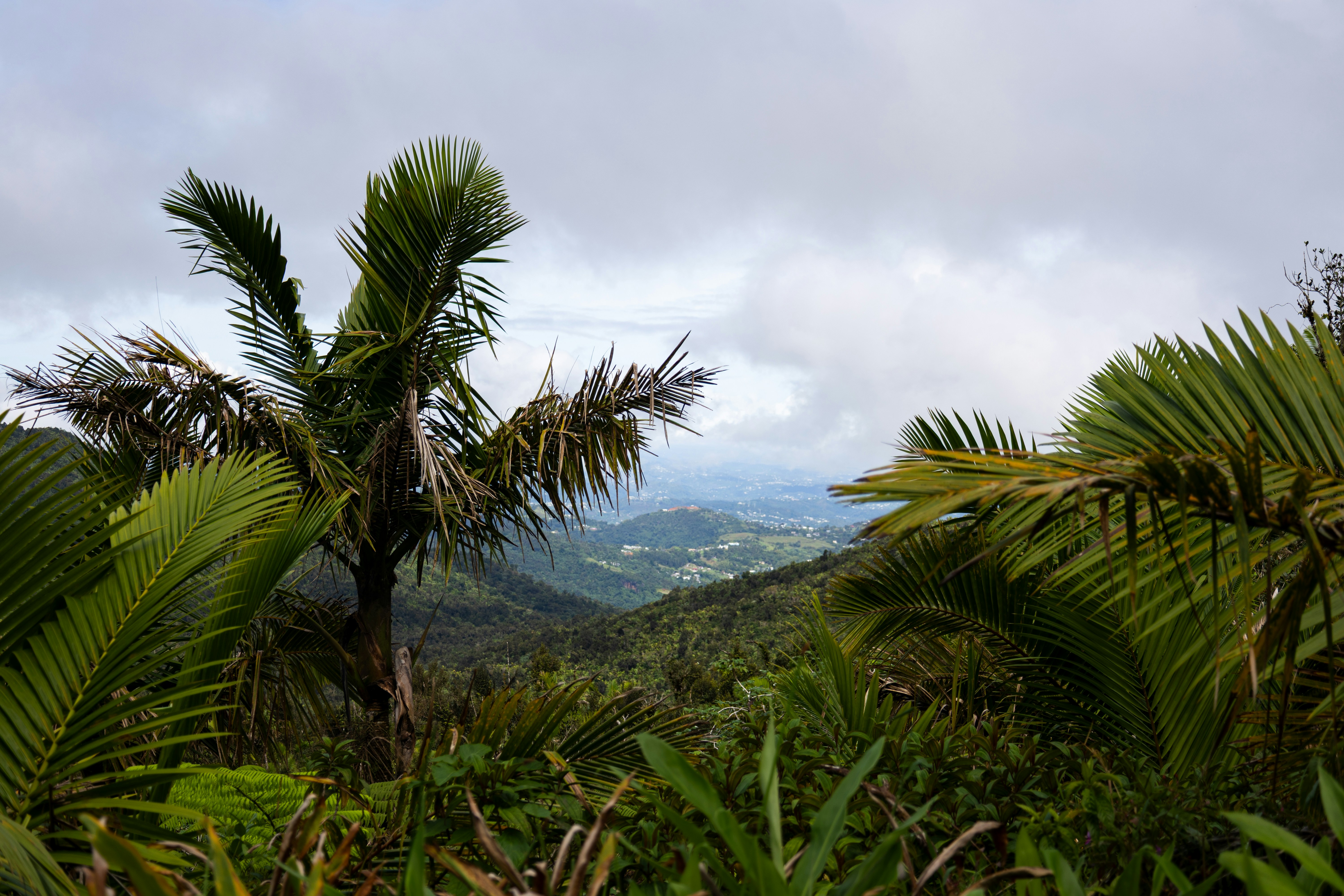 Palm trees overlook a lush, green valley.