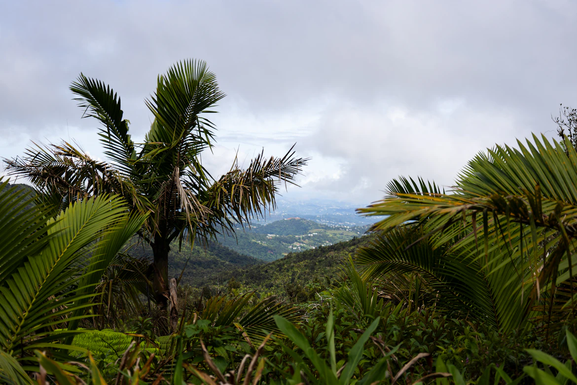 Lush green tropical foliage of the El Yunque Rainforest