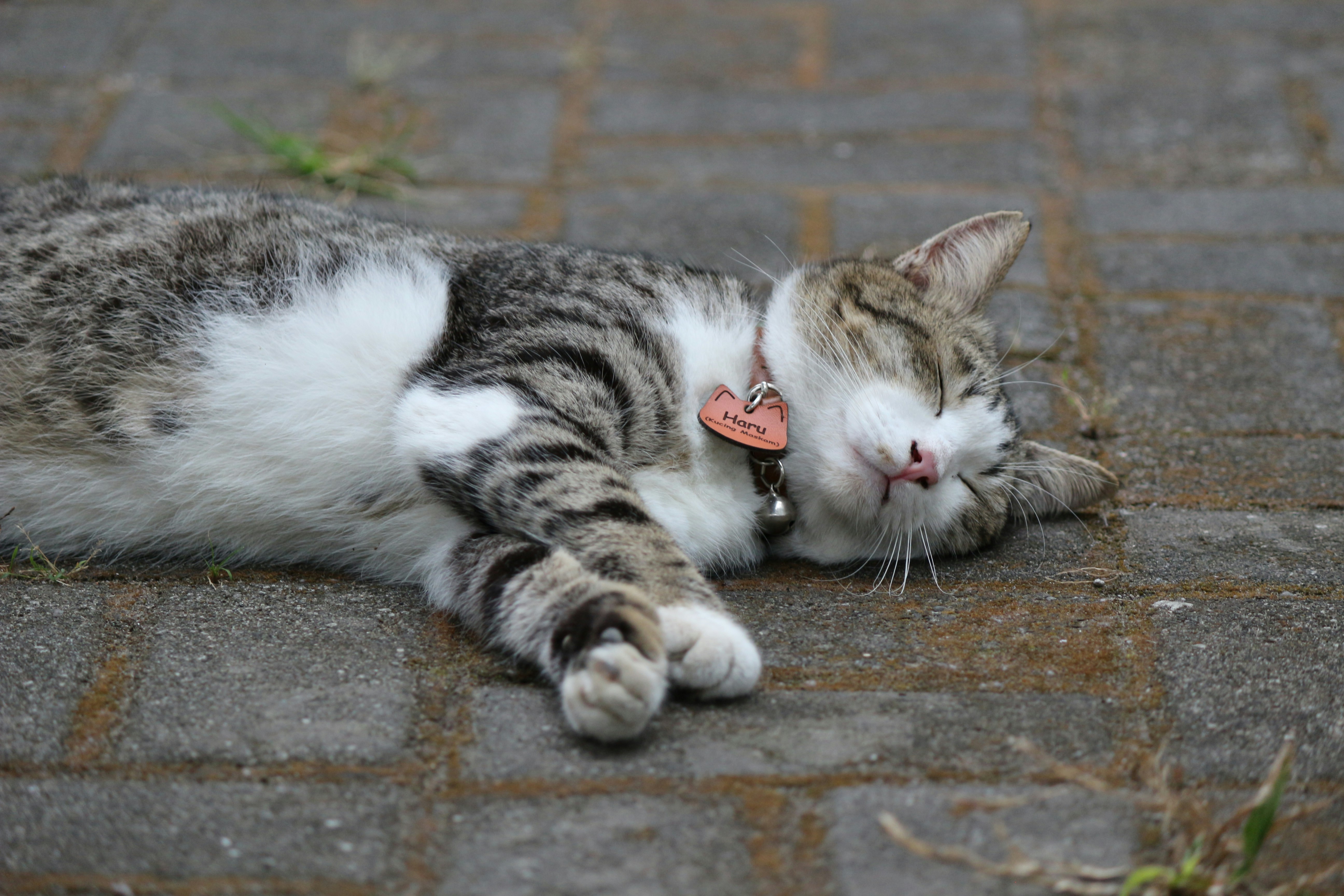 Photo by deskijayantoro