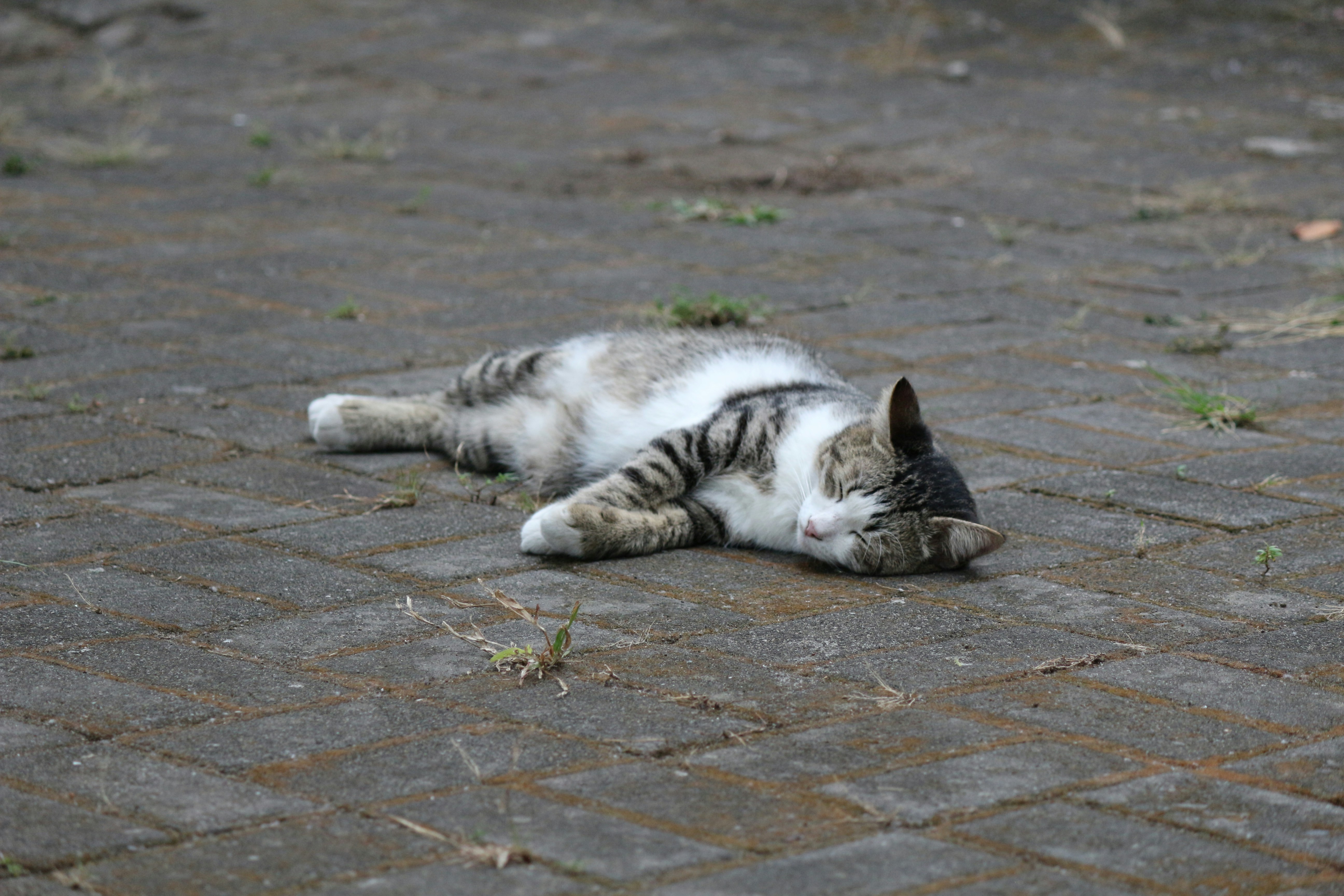 Photo by deskijayantoro