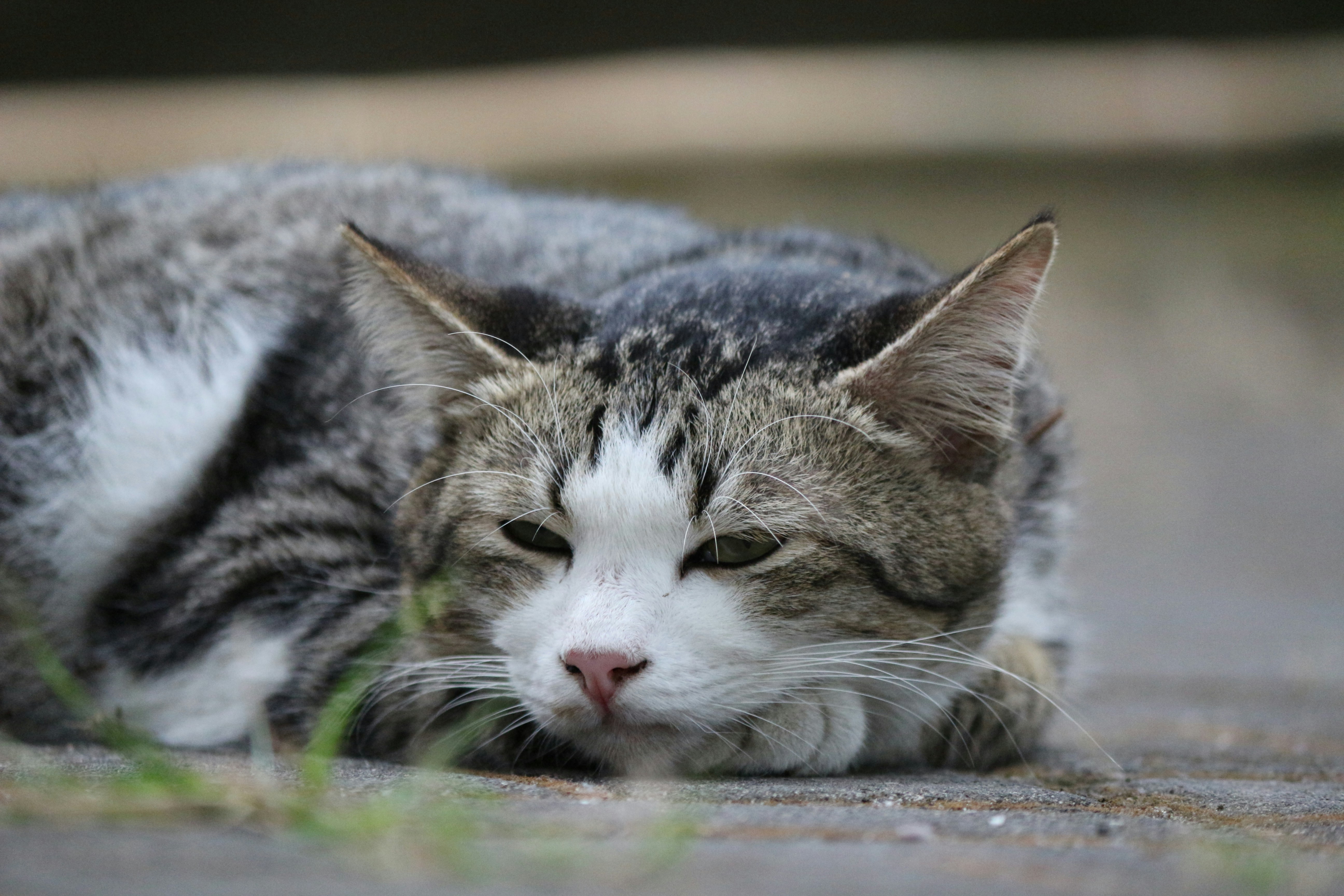 A resting cat is seen looking toward the viewer.