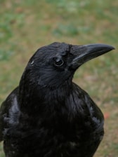 A close-up shot of a crow.