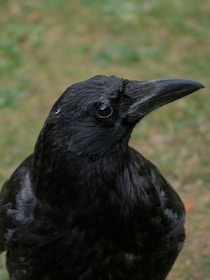 A close-up shot of a crow.