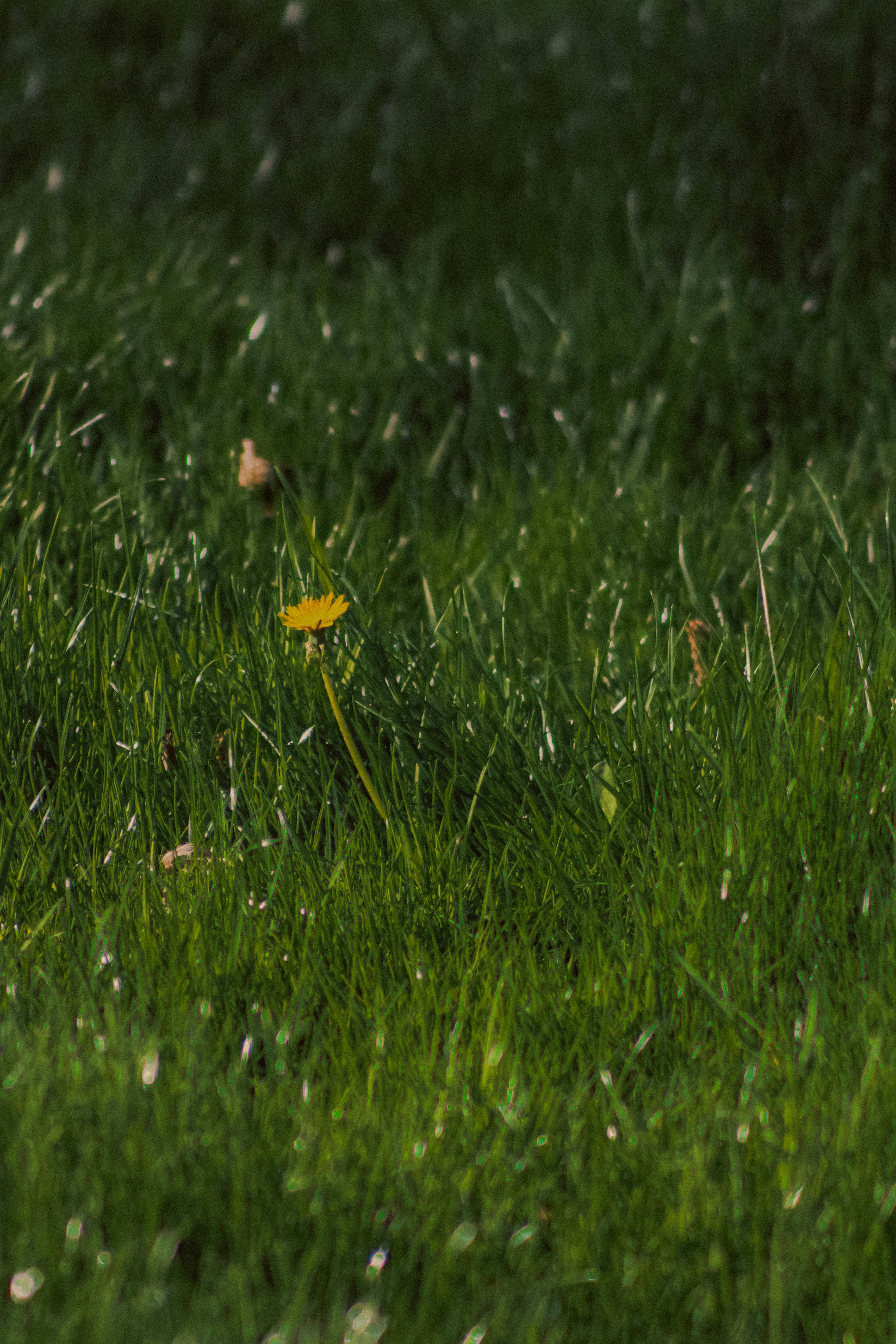 Photo by linusbelanger