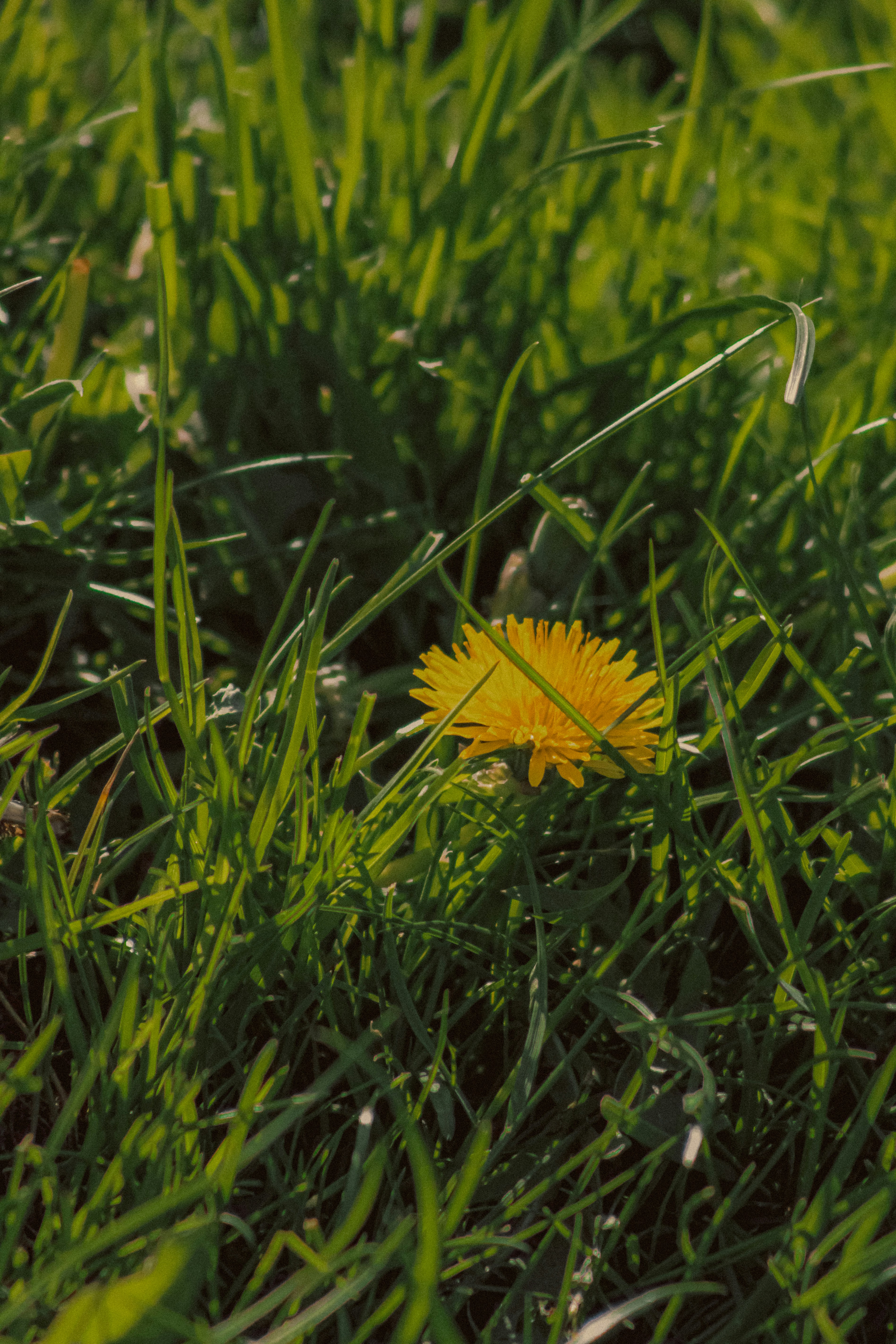 Photo by linusbelanger