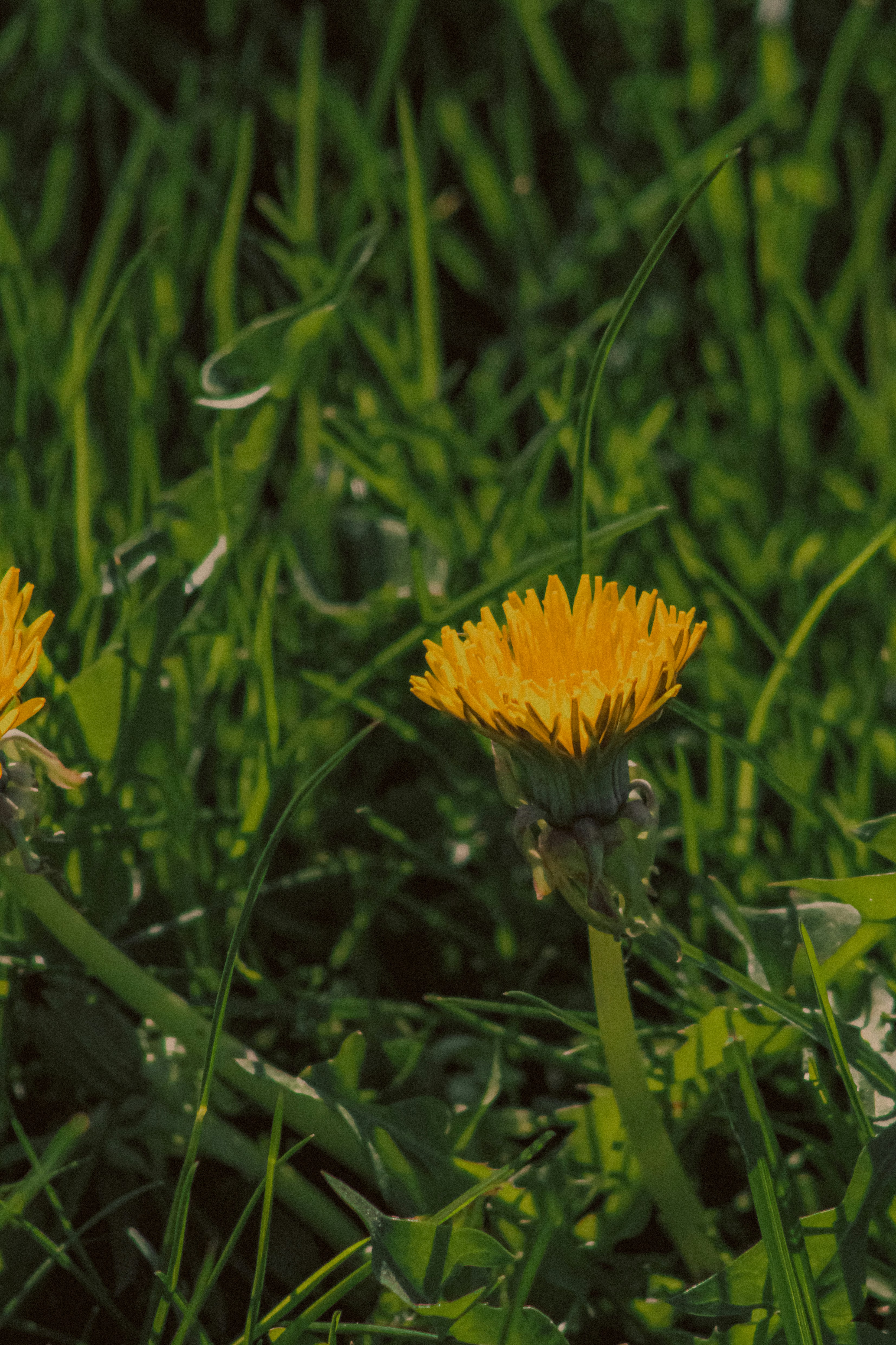 Photo by linusbelanger