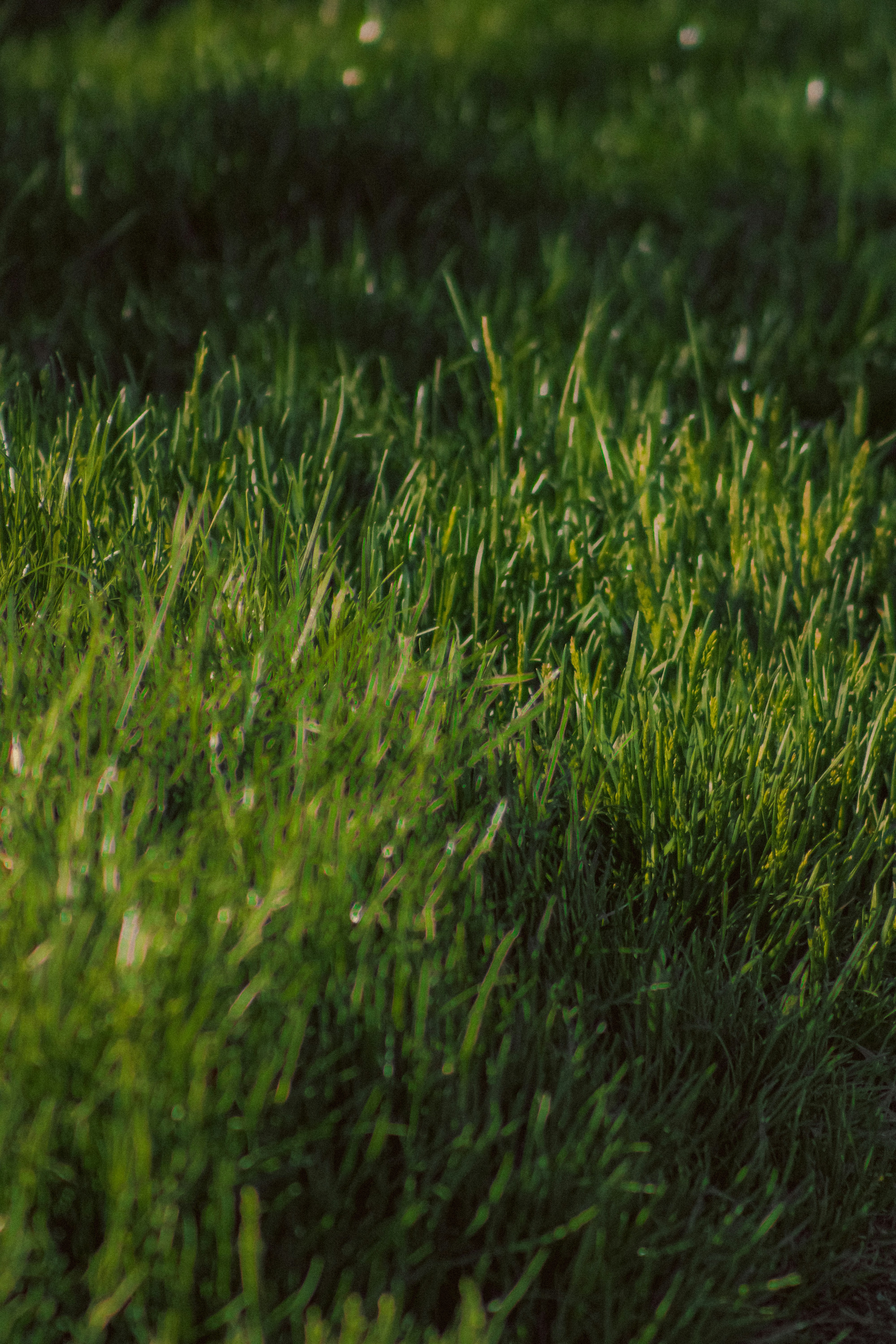 Photo by linusbelanger