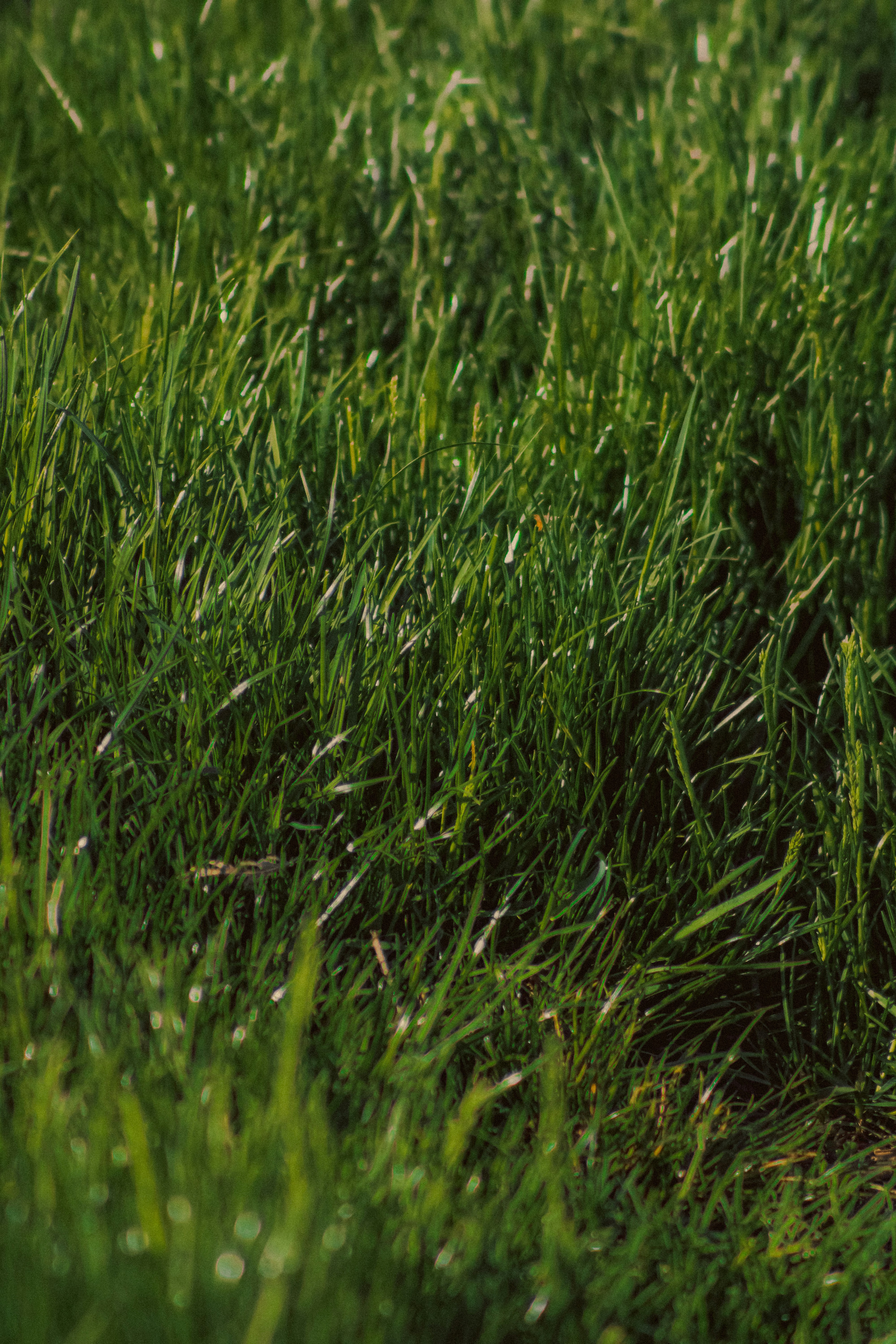 Photo by linusbelanger