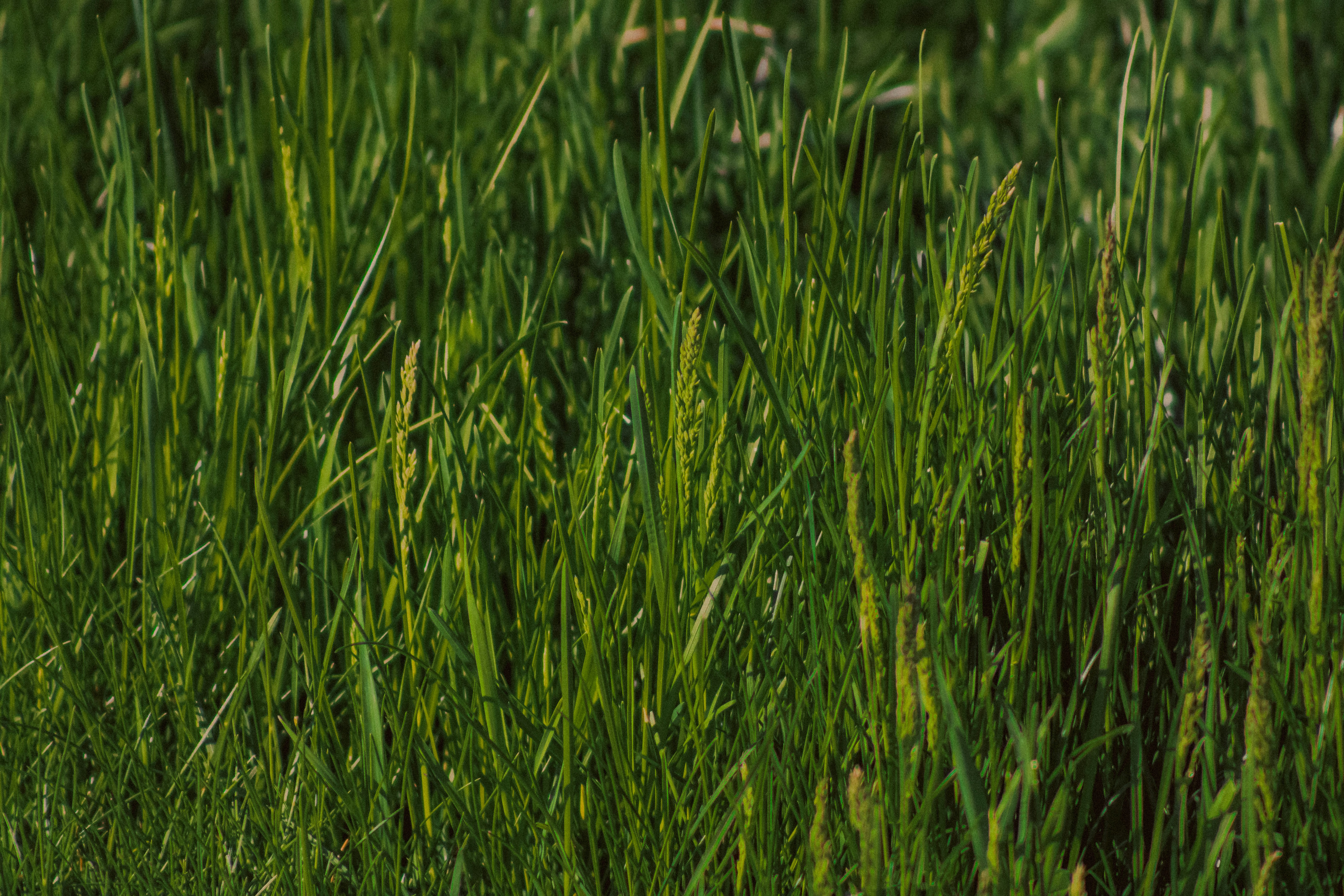 Photo by linusbelanger