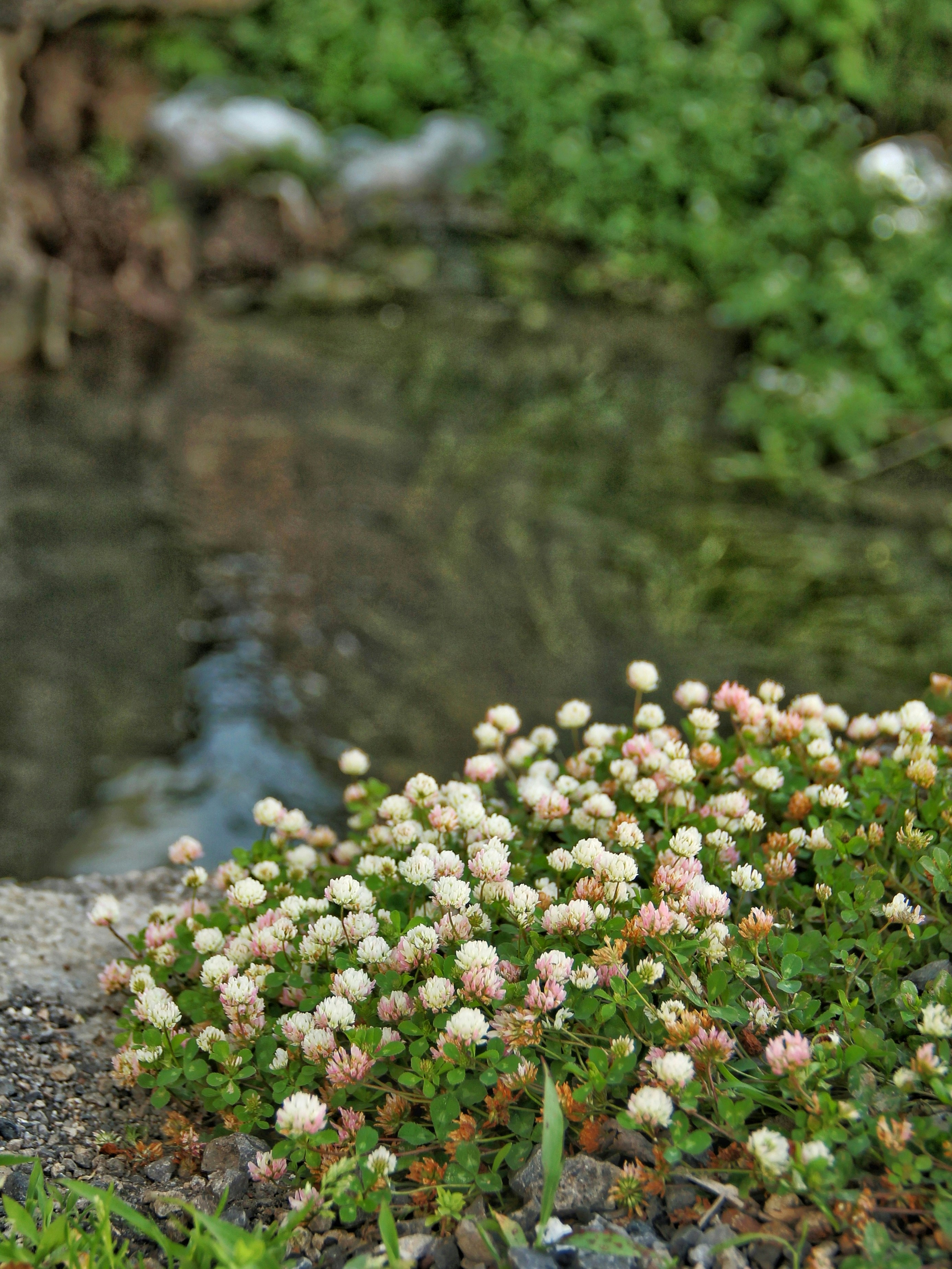 Clover flowers bloom near a blurred body of water.
