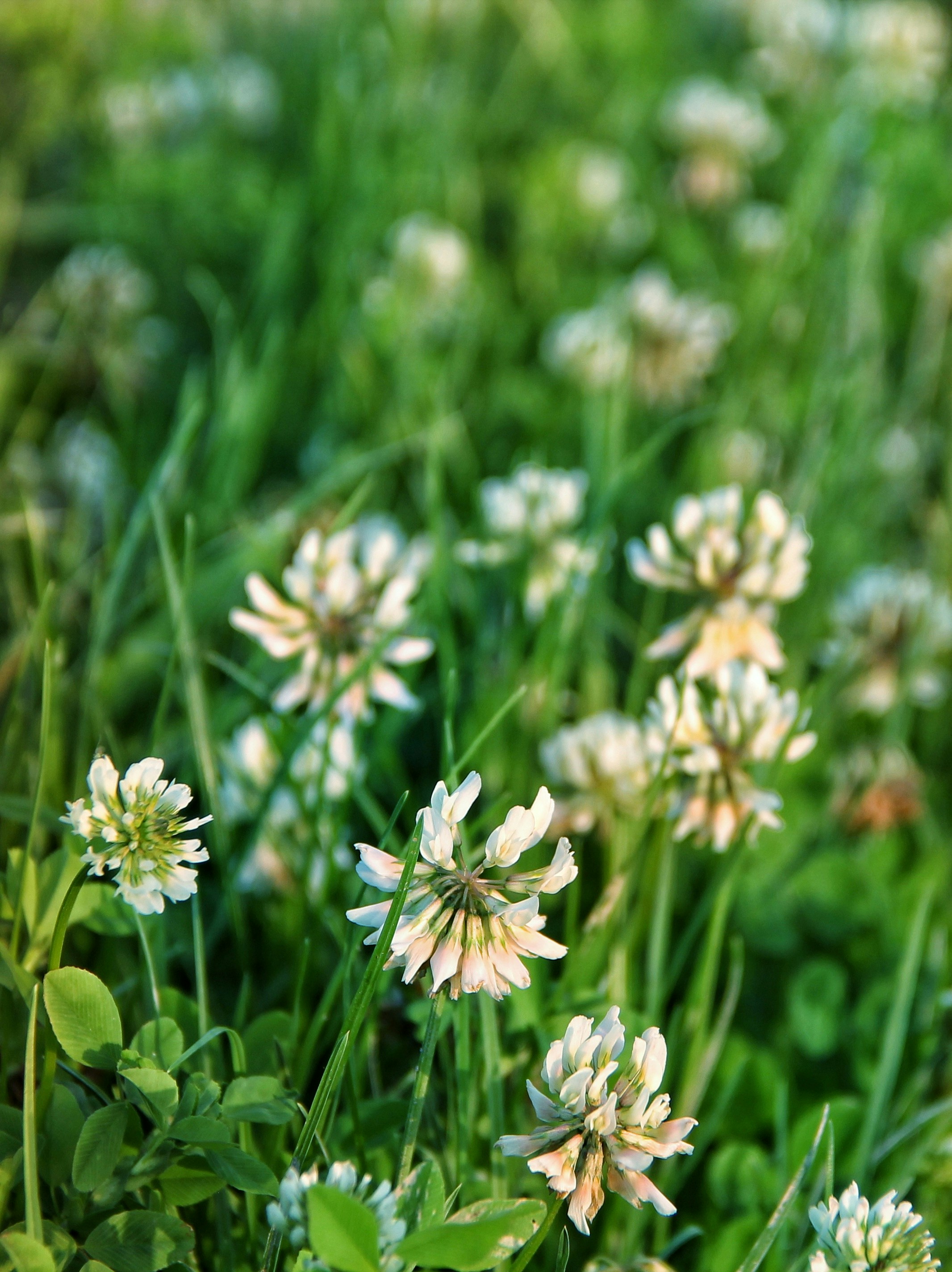 White clover flowers bloom in green grass.