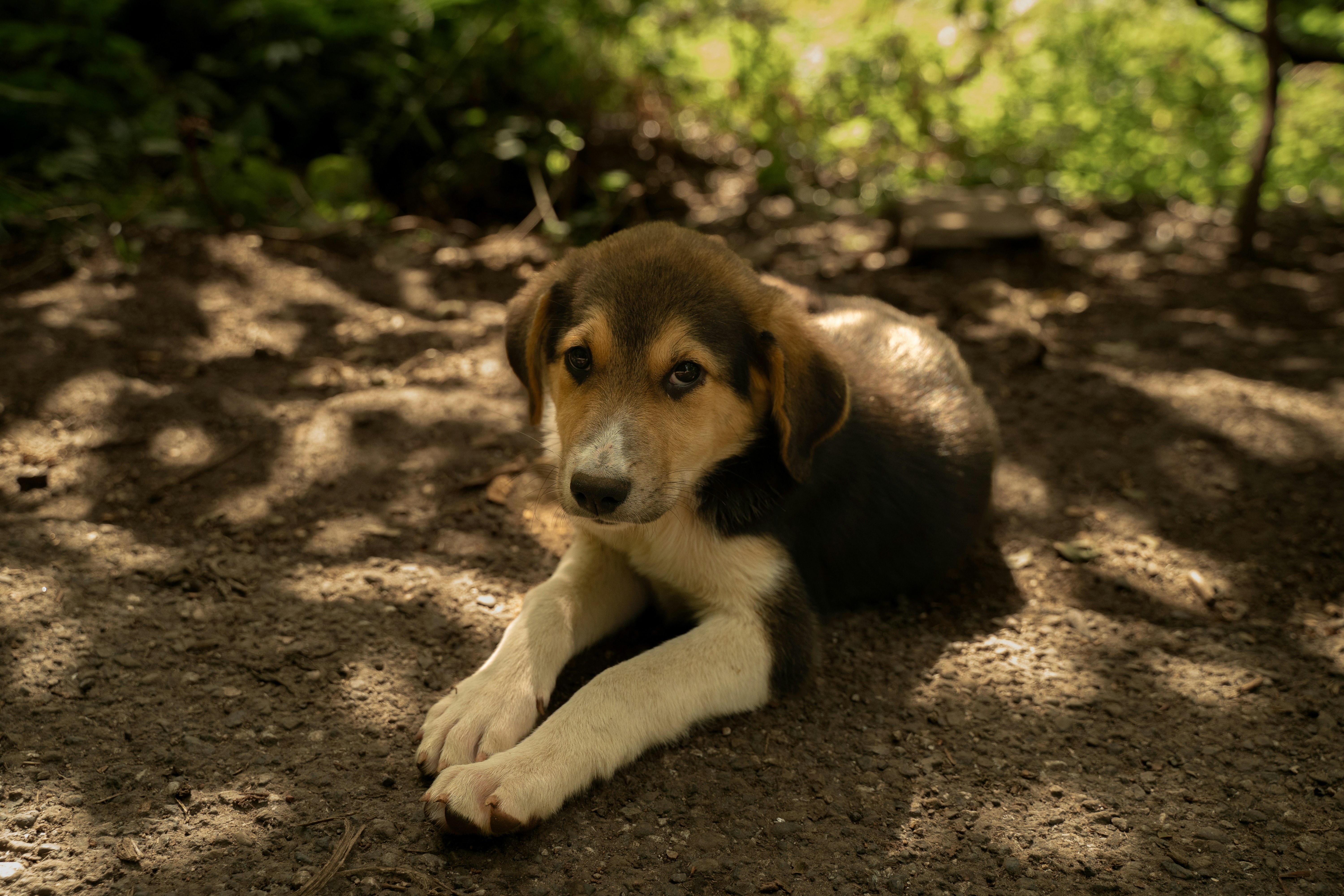 A cute puppy rests under a tree.