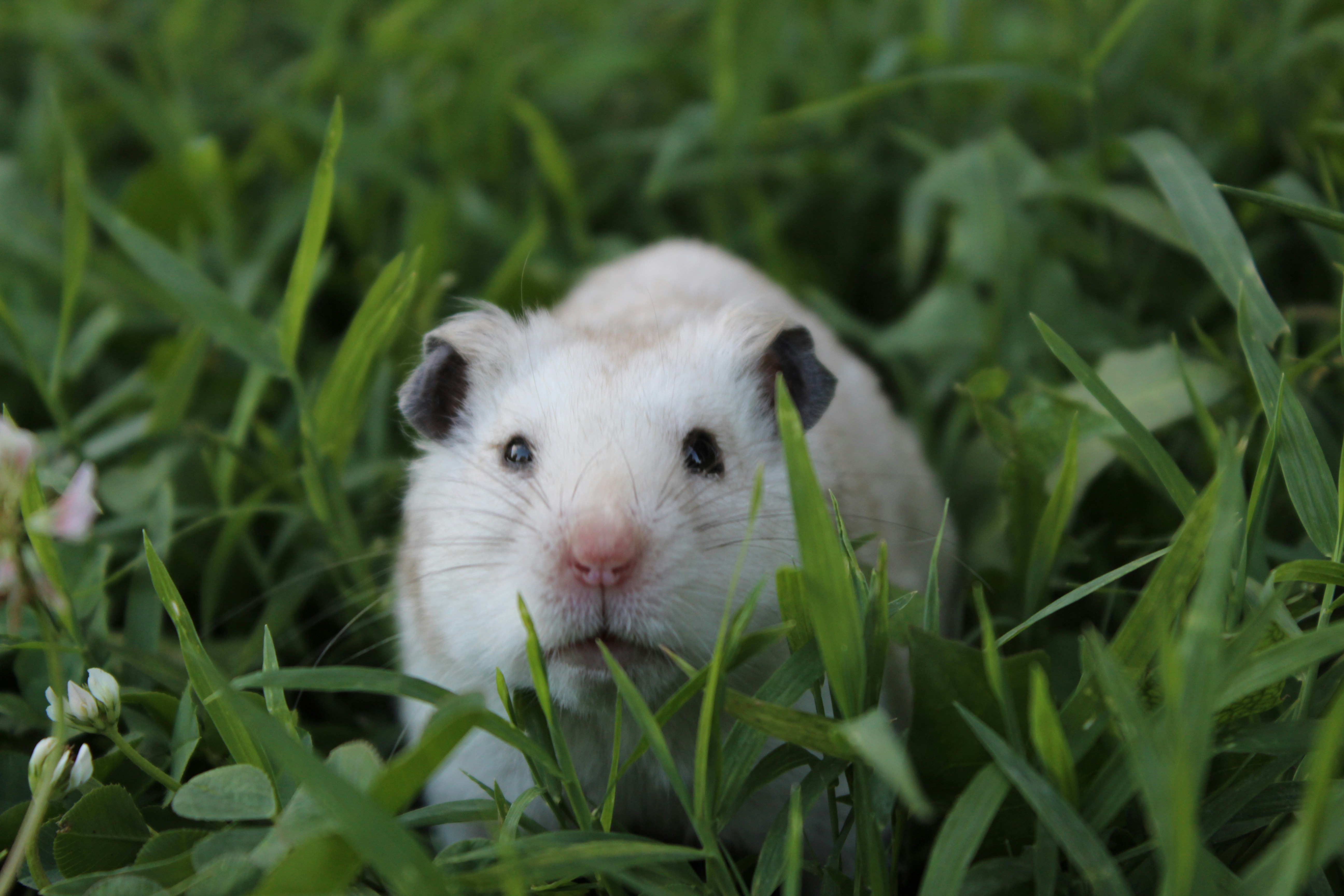 A cute hamster hides in lush green grass.