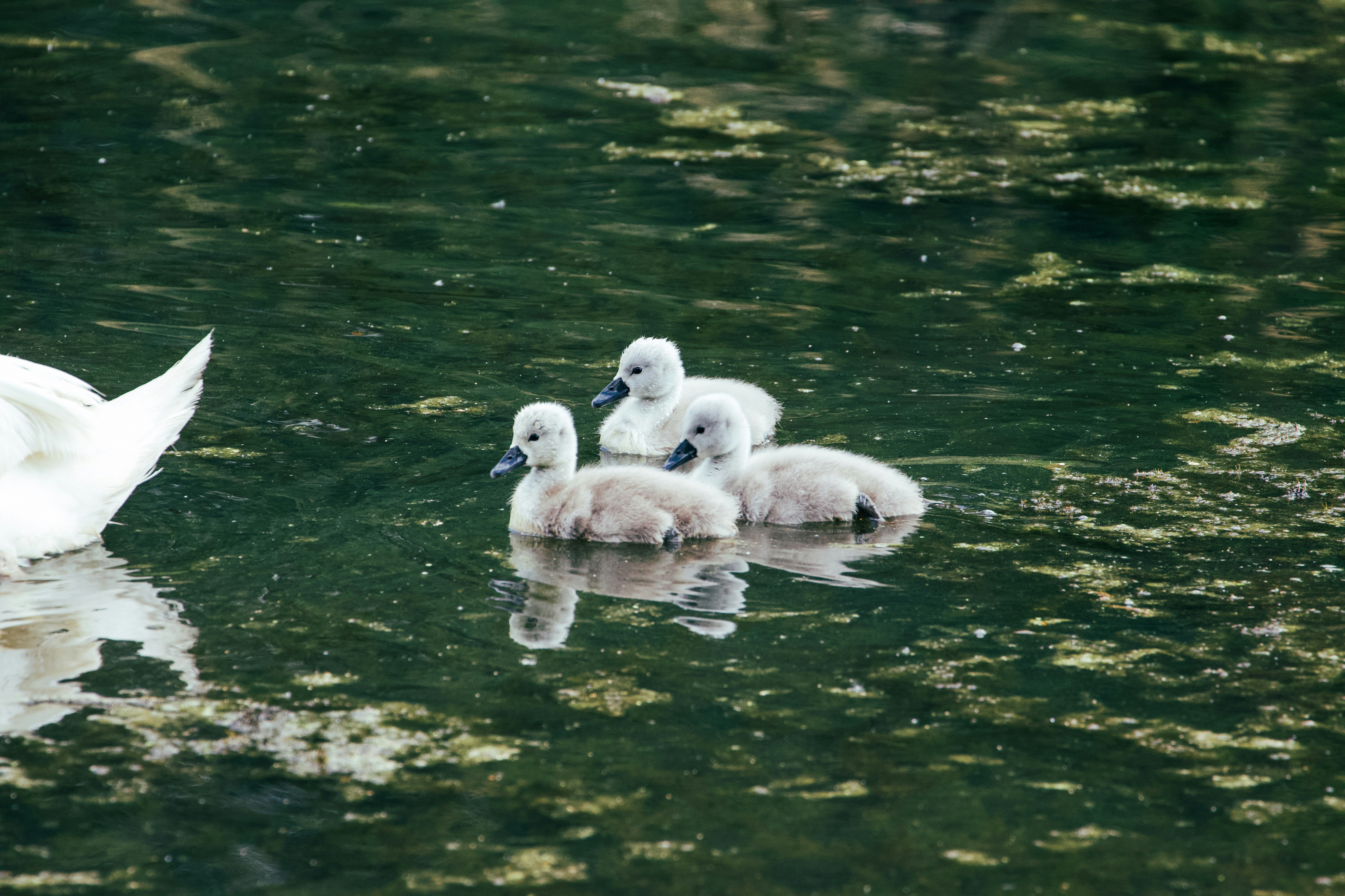 Photo by jakub_neskora