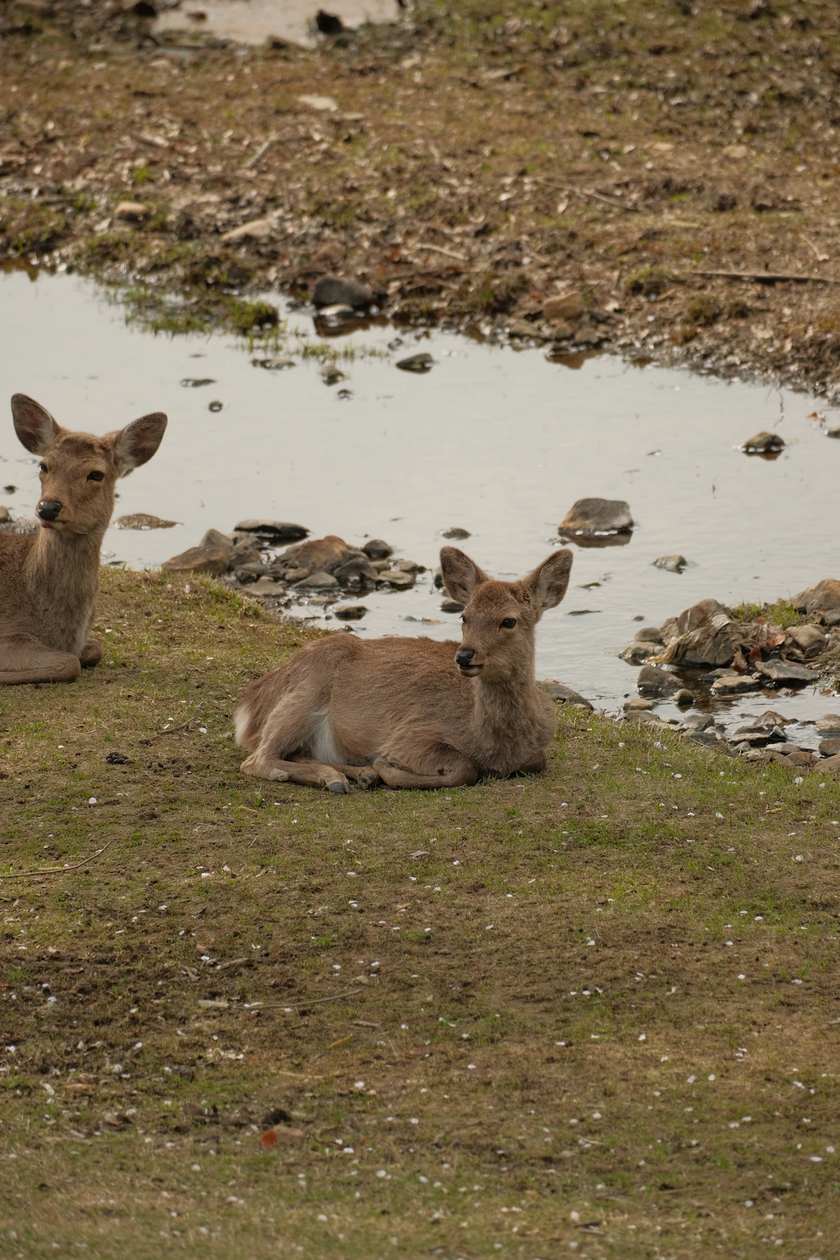 Deer in Nara Park