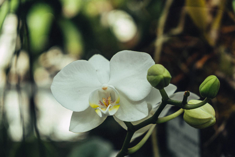 Fehér orchidea